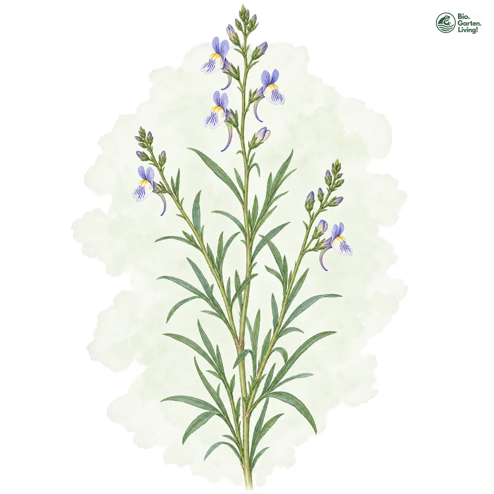 Aquarellzeichnung: Acker-Leinkraut (Linaria arvensis)