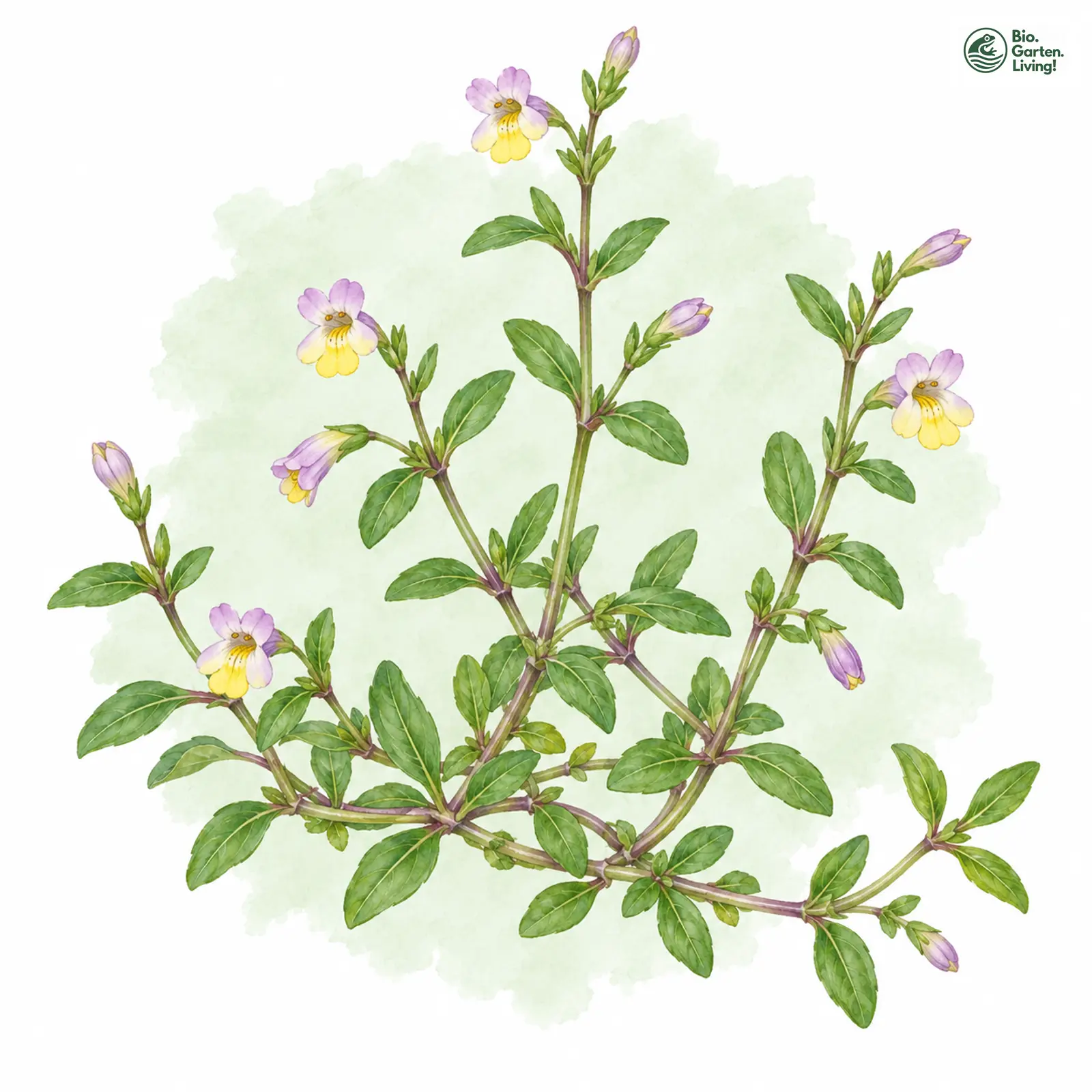 Aquarellzeichnung: Gewöhnliches Büchsenkraut (Lindernia procumbens)