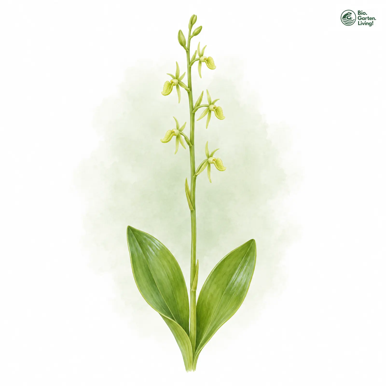 Aquarellzeichnung: Sumpf-Glanzkraut (Liparis loeselii)