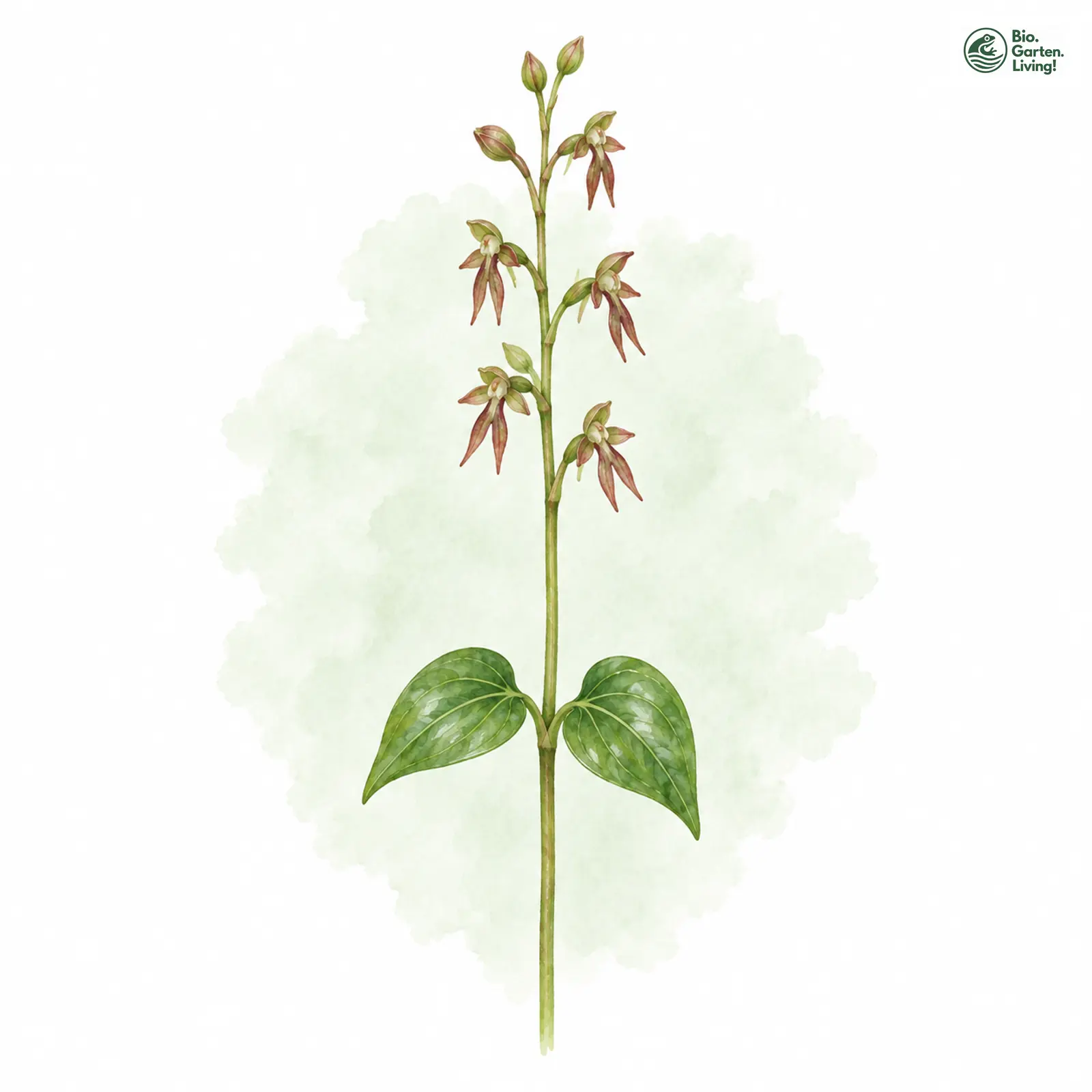 Aquarellzeichnung: Kleines Zweiblatt (Listera cordata)