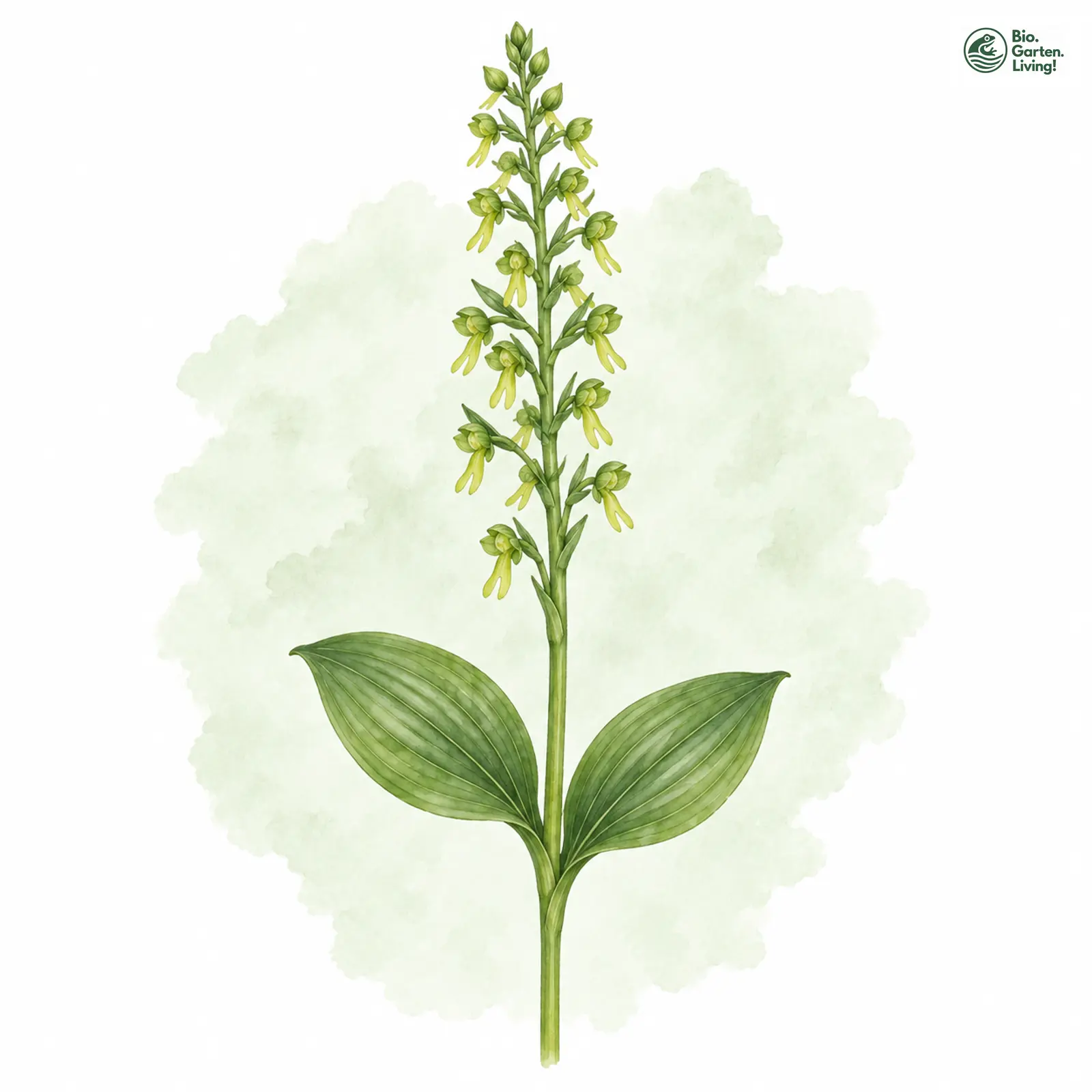 Aquarellzeichnung: Großes Zweiblatt (Listera ovata)