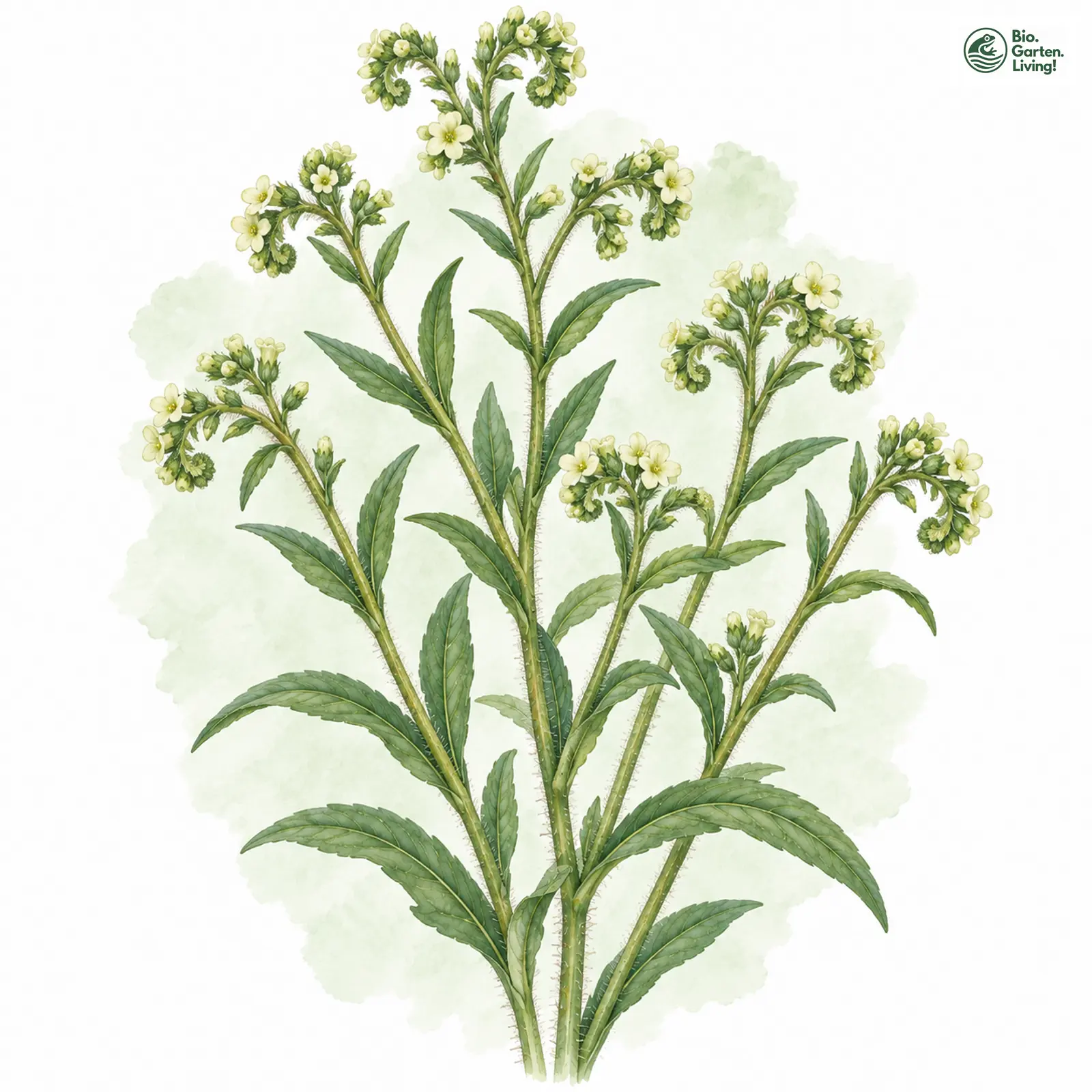 Aquarellzeichnung: Echter Steinsame (Lithospermum officinale)