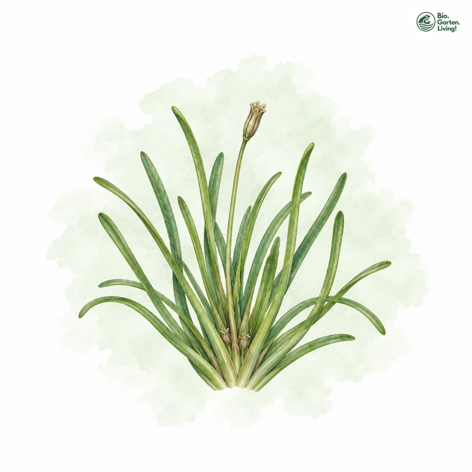 Aquarellzeichnung: Europäischer Strandling (Littorella uniflora)