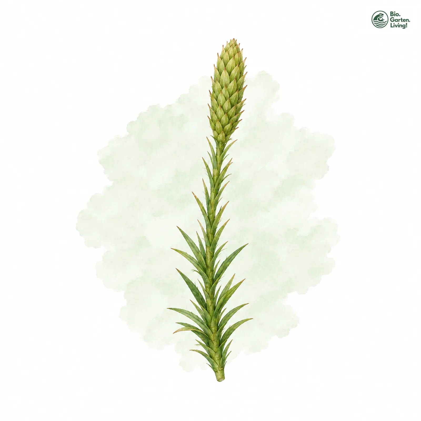 Aquarellzeichnung: Gewöhnlicher Moorbärlapp (Lycopodiella inundata)