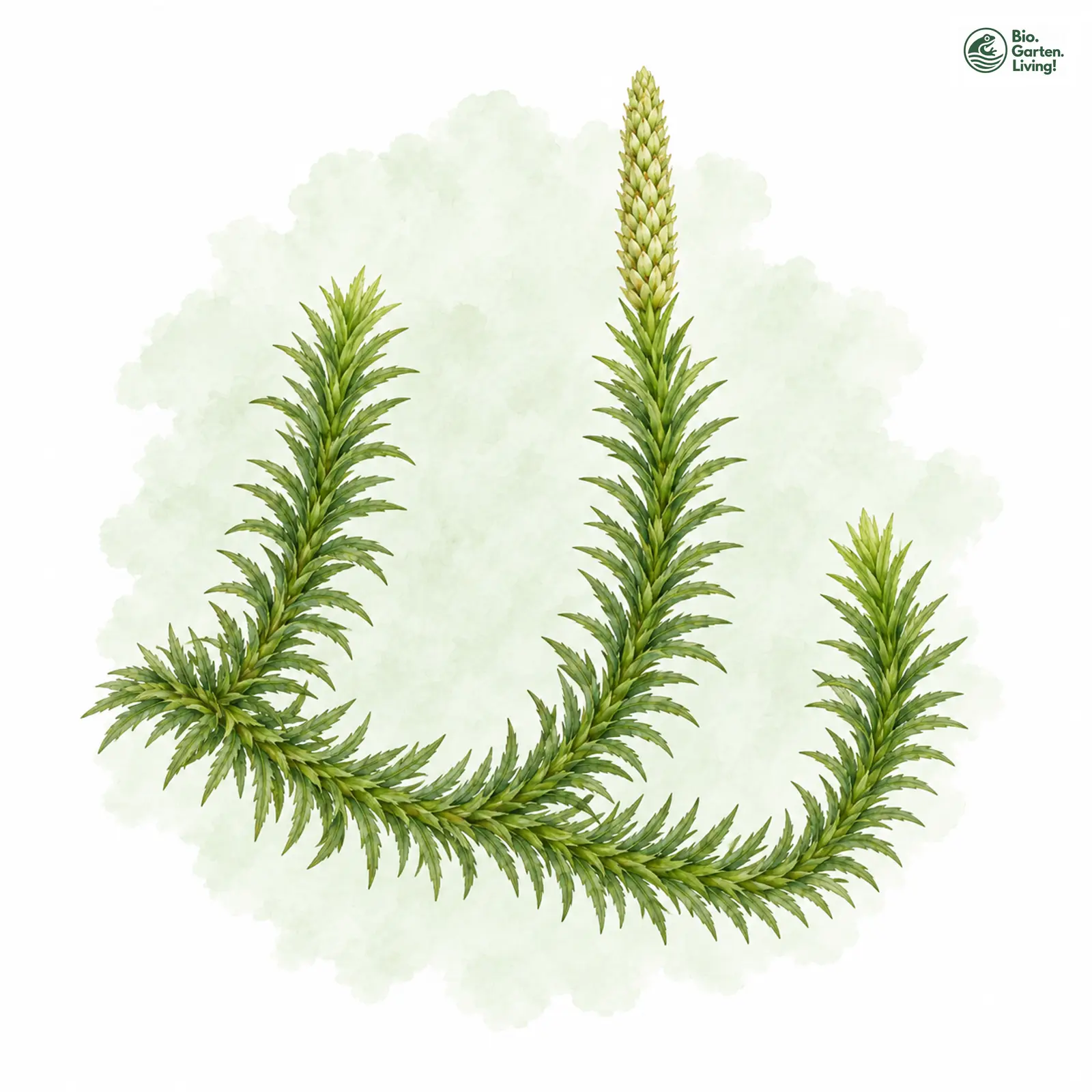 Aquarellzeichnung: Sprossender Bärlapp (Lycopodium annotinum)