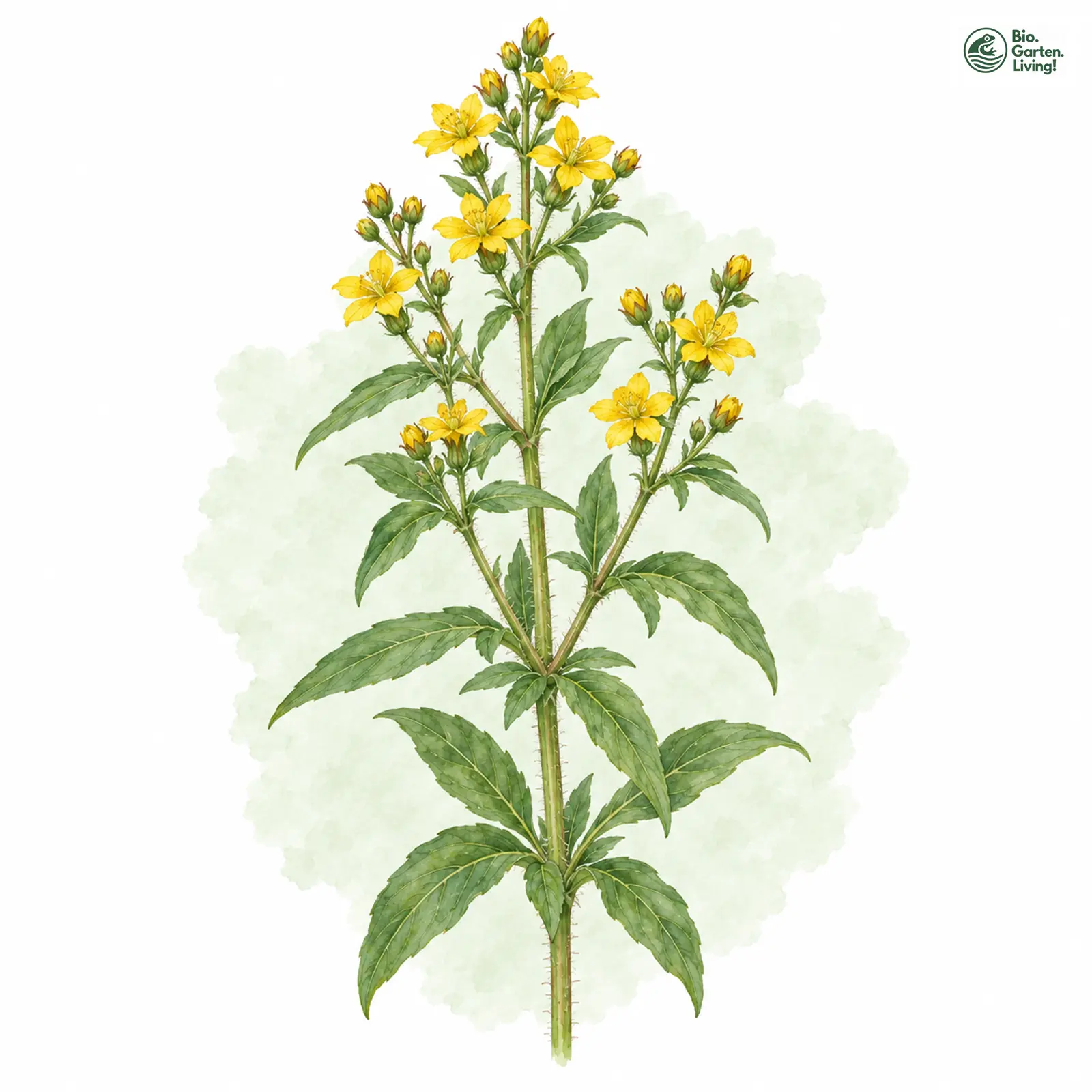 Aquarellzeichnung: Gewöhnlicher Gilbweiderich (Lysimachia vulgaris)