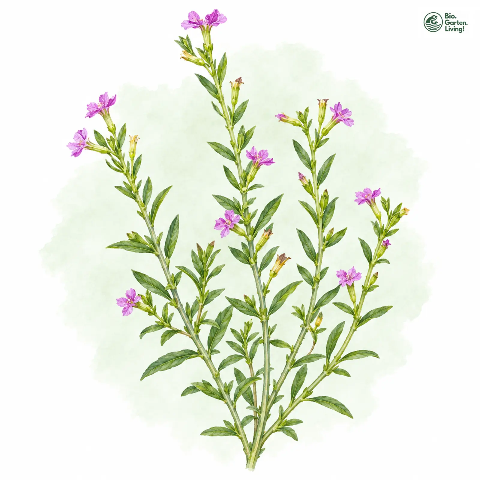 Aquarellzeichnung: Ysop-Blutweiderich (Lythrum hyssopifolia)
