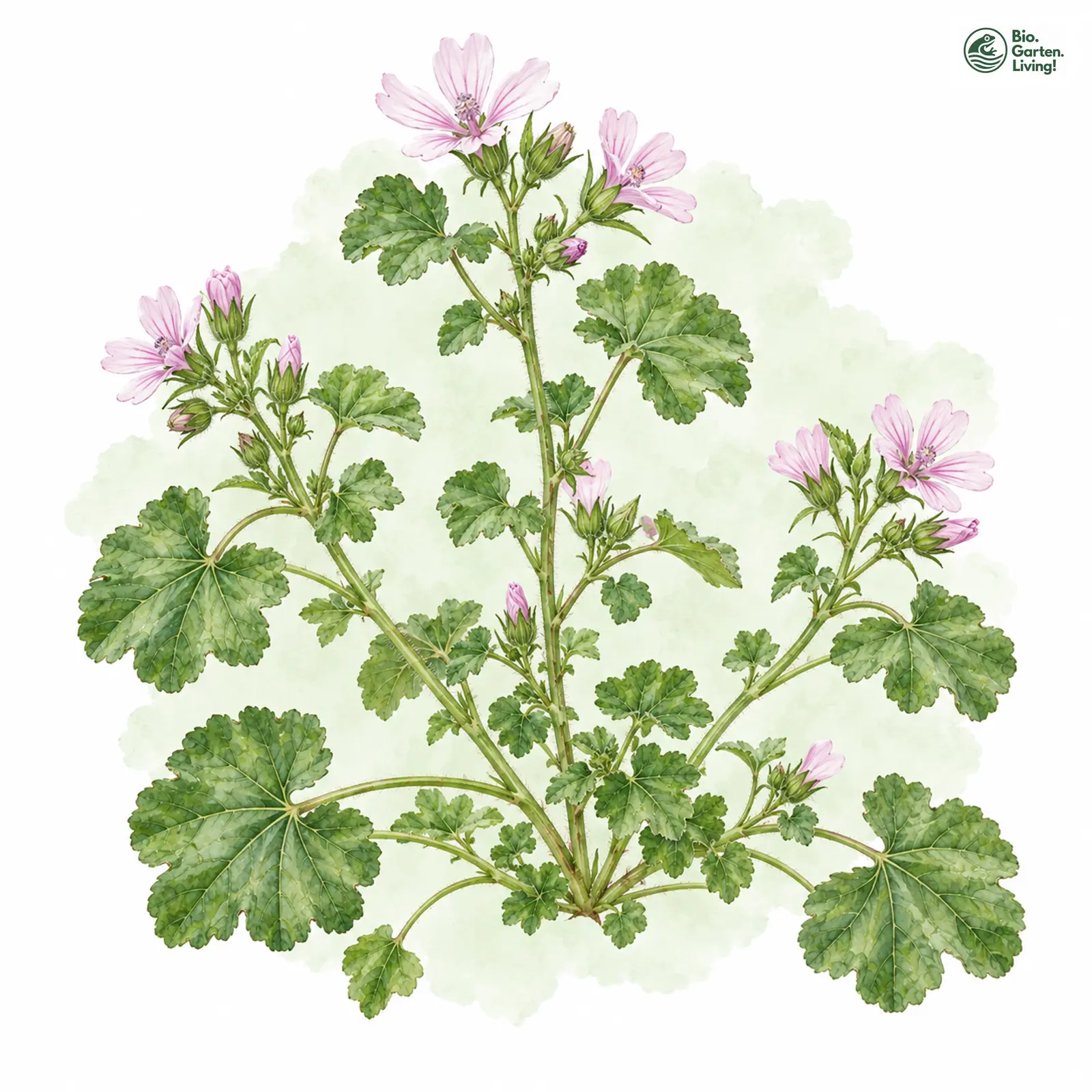 Aquarellzeichnung: Weg-Malve (Malva neglecta)