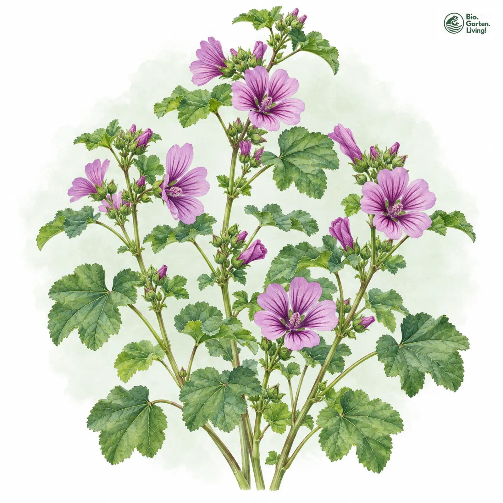 Aquarellzeichnung: Wilde Malve (Malva sylvestris)