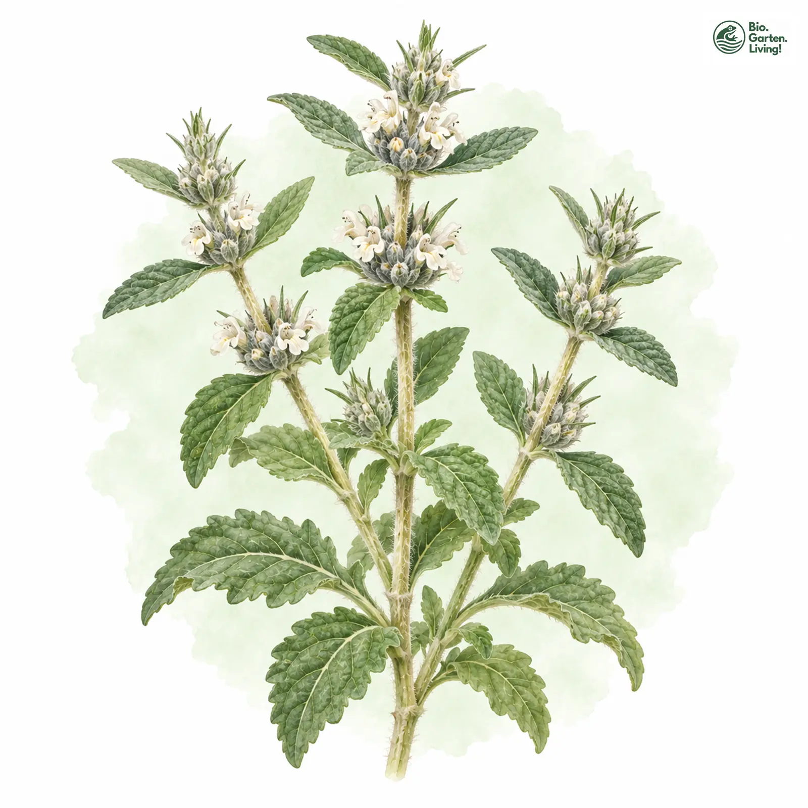Aquarellzeichnung: Wander-Andorn (Marrubium peregrinum)