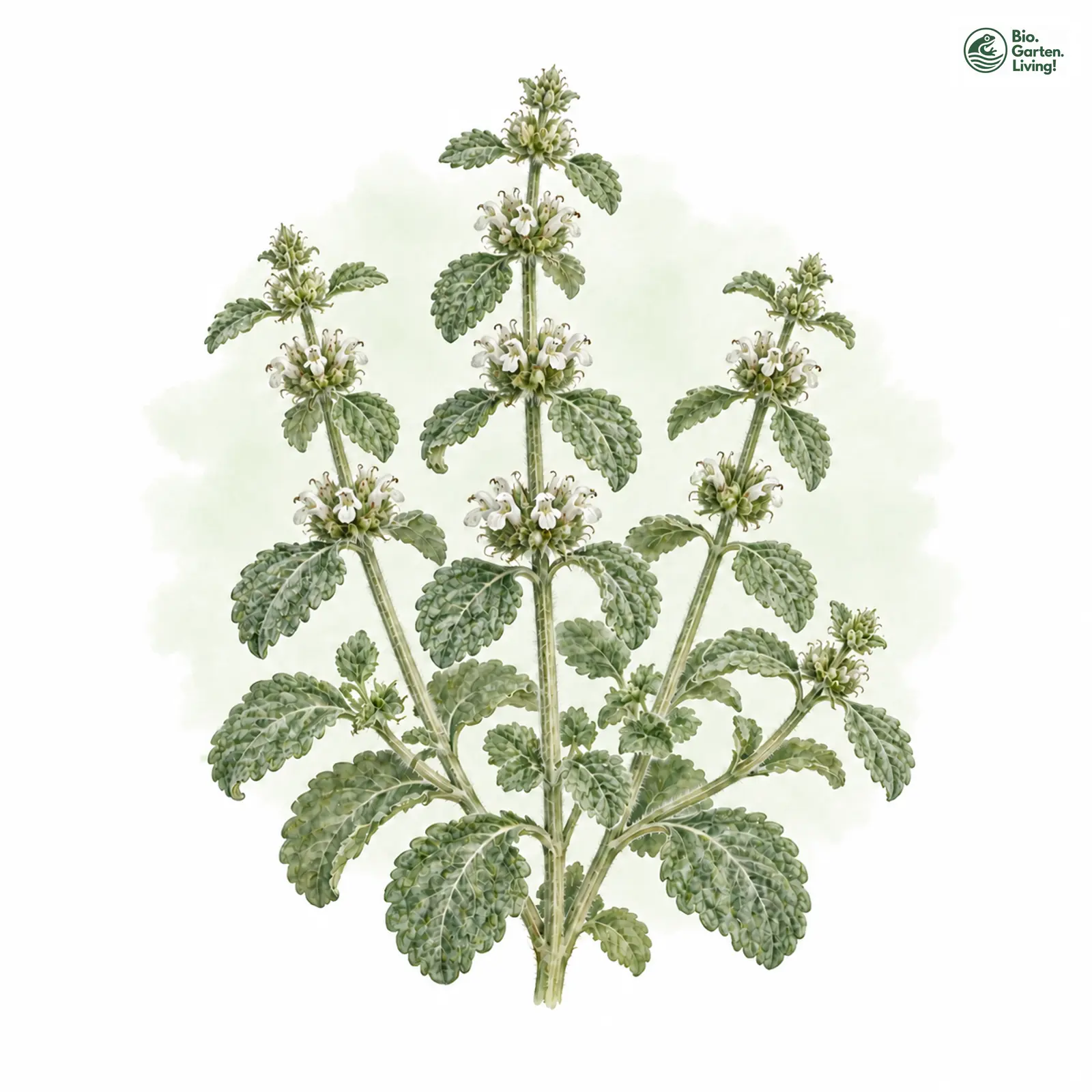 Aquarellzeichnung: Gewöhnlicher Andorn (Marrubium vulgare)