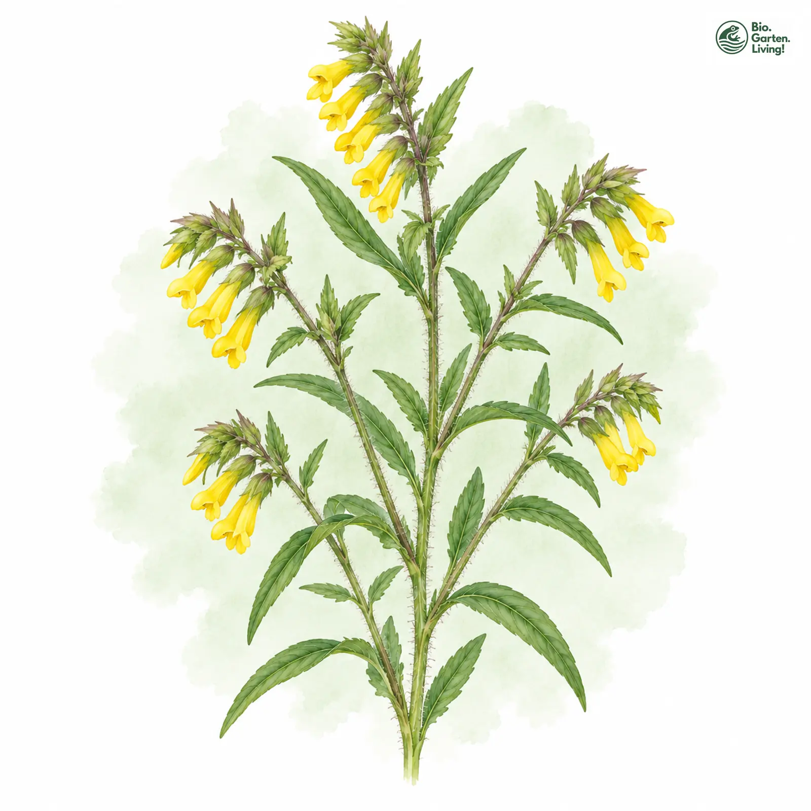 Aquarellzeichnung: Wiesen-Wachtelweizen (Melampyrum pratense)