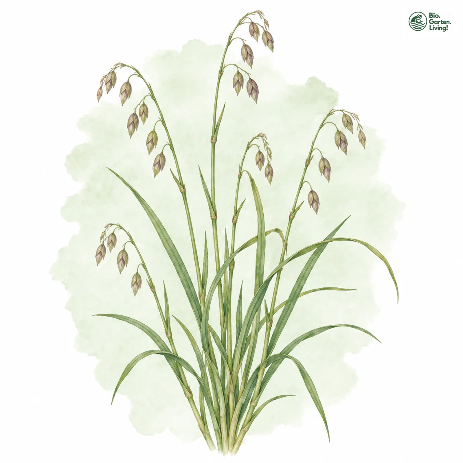 Aquarellzeichnung: Nickendes Perlgras (Melica nutans)
