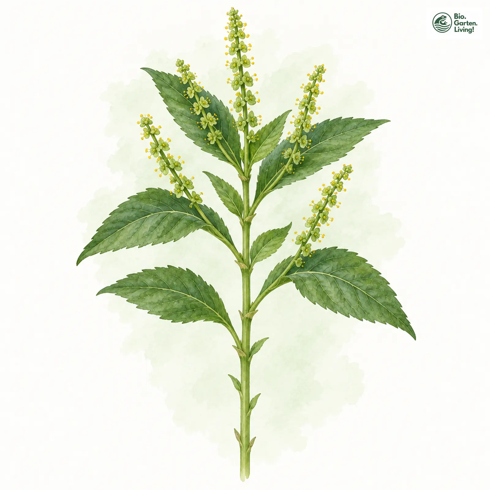 Aquarellzeichnung: Ausdauerndes Bingelkraut (Mercurialis perennis)