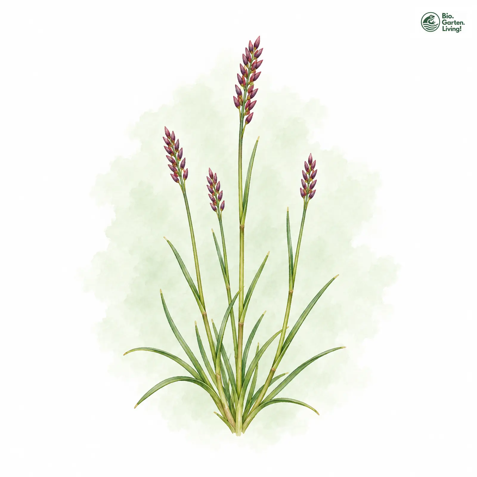 Aquarellzeichnung: Sand-Zwerggras (Mibora minima)