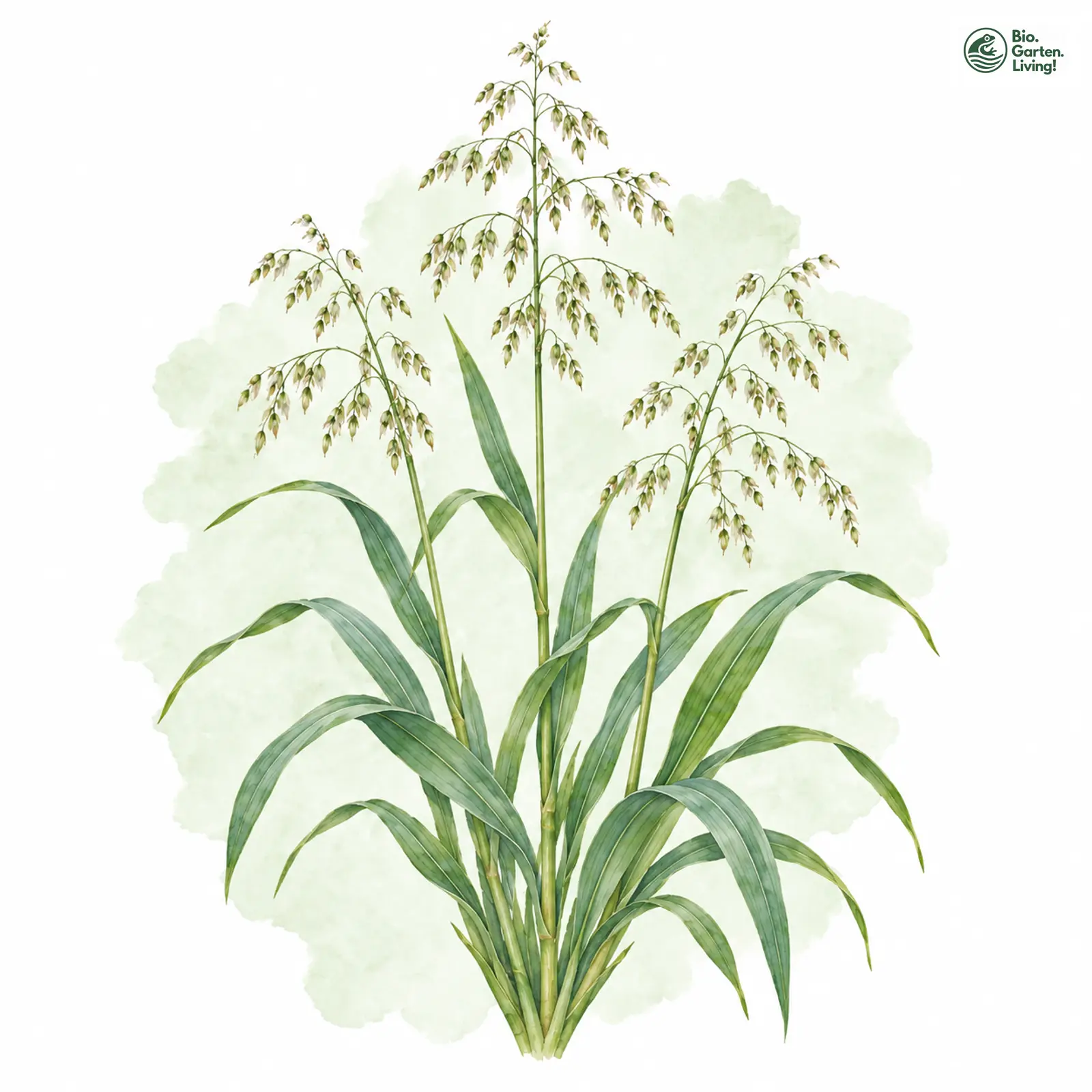 Aquarellzeichnung: Wald-Flattergras (Milium effusum)
