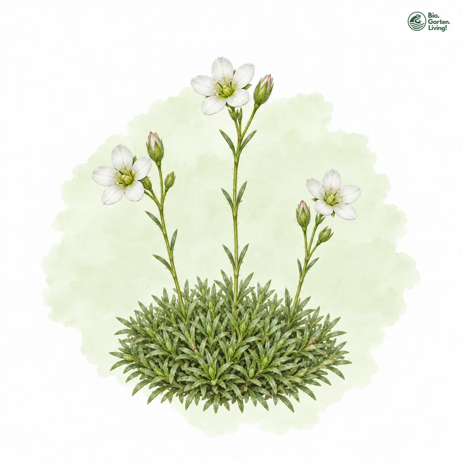Aquarellzeichnung: Herzynische Miere (Minuartia caespitosa)