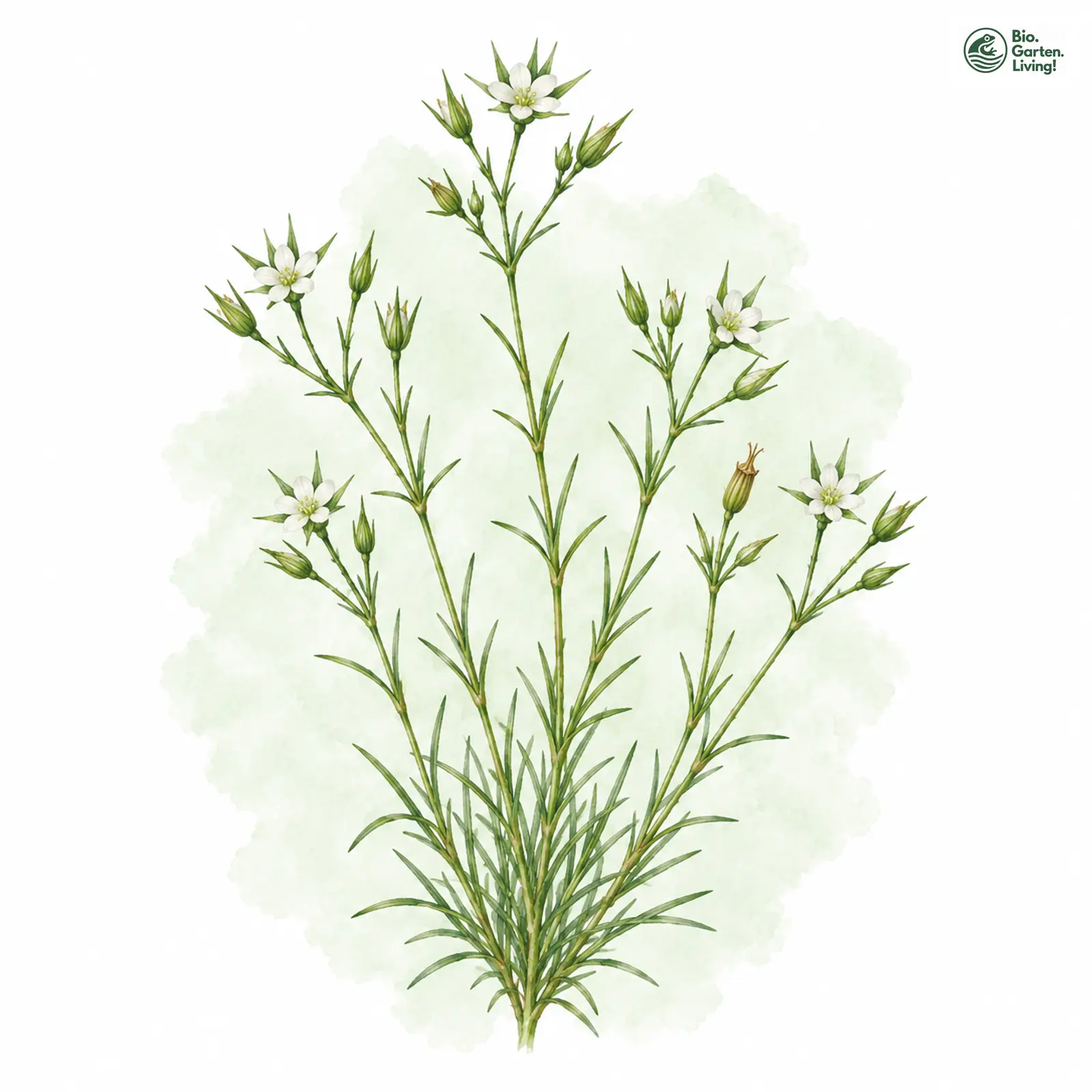 Aquarellzeichnung: Schmalblättrige Miere (Minuartia hybrida)