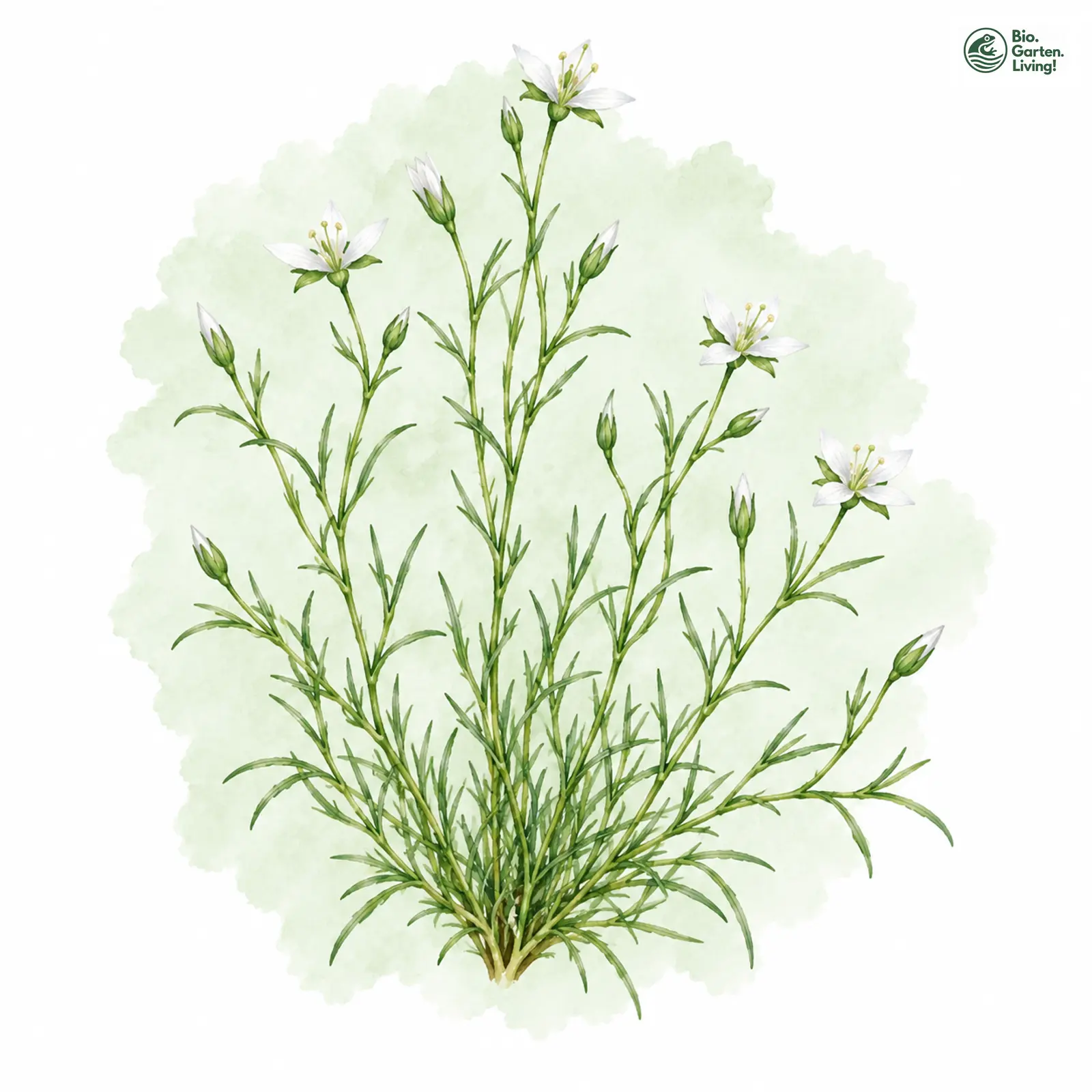 Aquarellzeichnung: Moos-Nabelmiere (Moehringia muscosa)