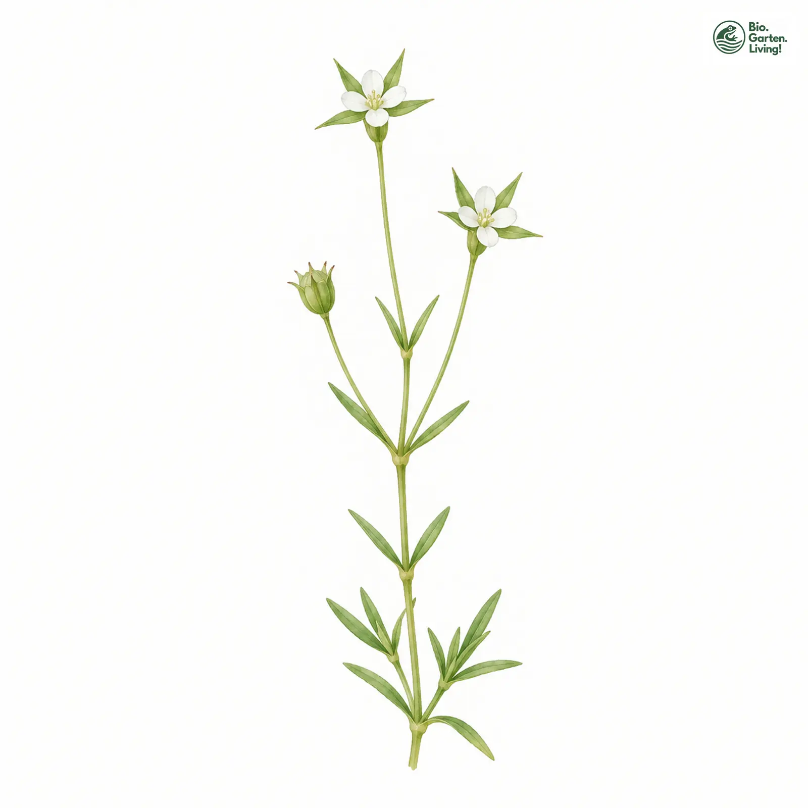 Aquarellzeichnung: Aufrechte Weißmiere (Moenchia erecta)