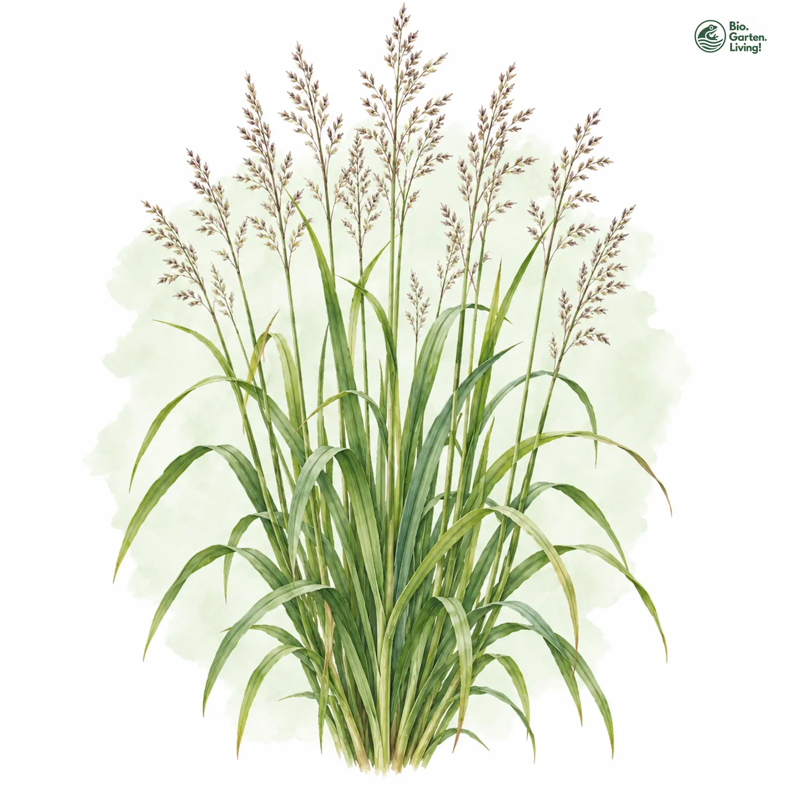 Aquarellzeichnung: Rohr-Pfeifengras (Molinia arundinacea)