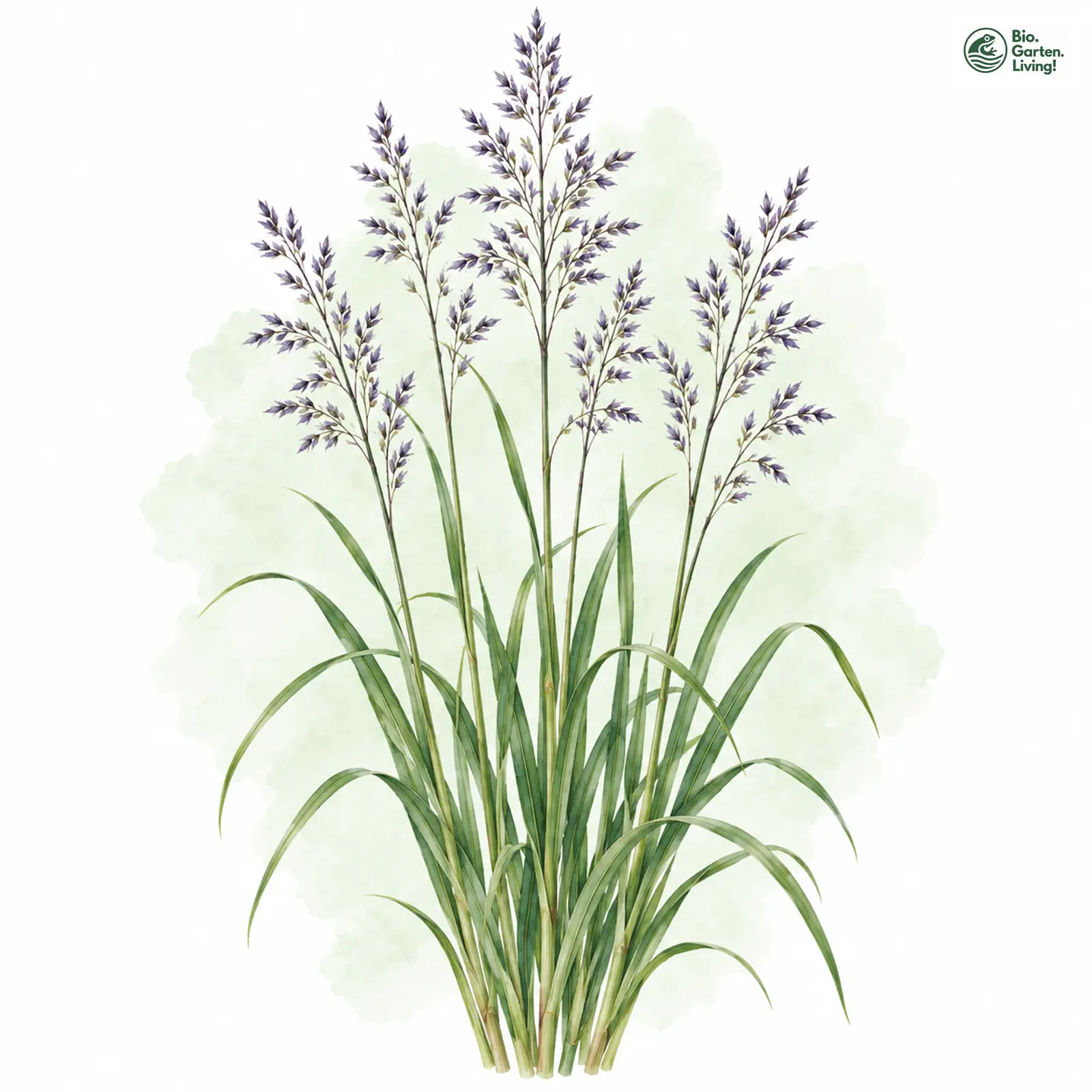 Aquarellzeichnung: Gewöhnliches Pfeifengras (Molinia caerulea (im engeren Sinne))