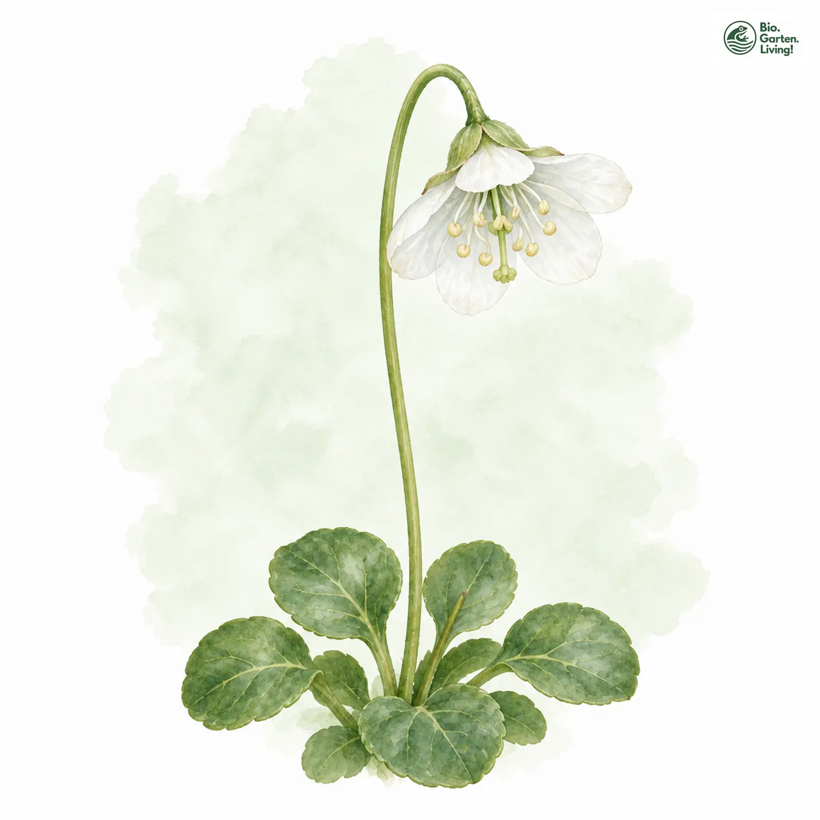 Aquarellzeichnung: Einblütiges Moosauge (Moneses uniflora)
