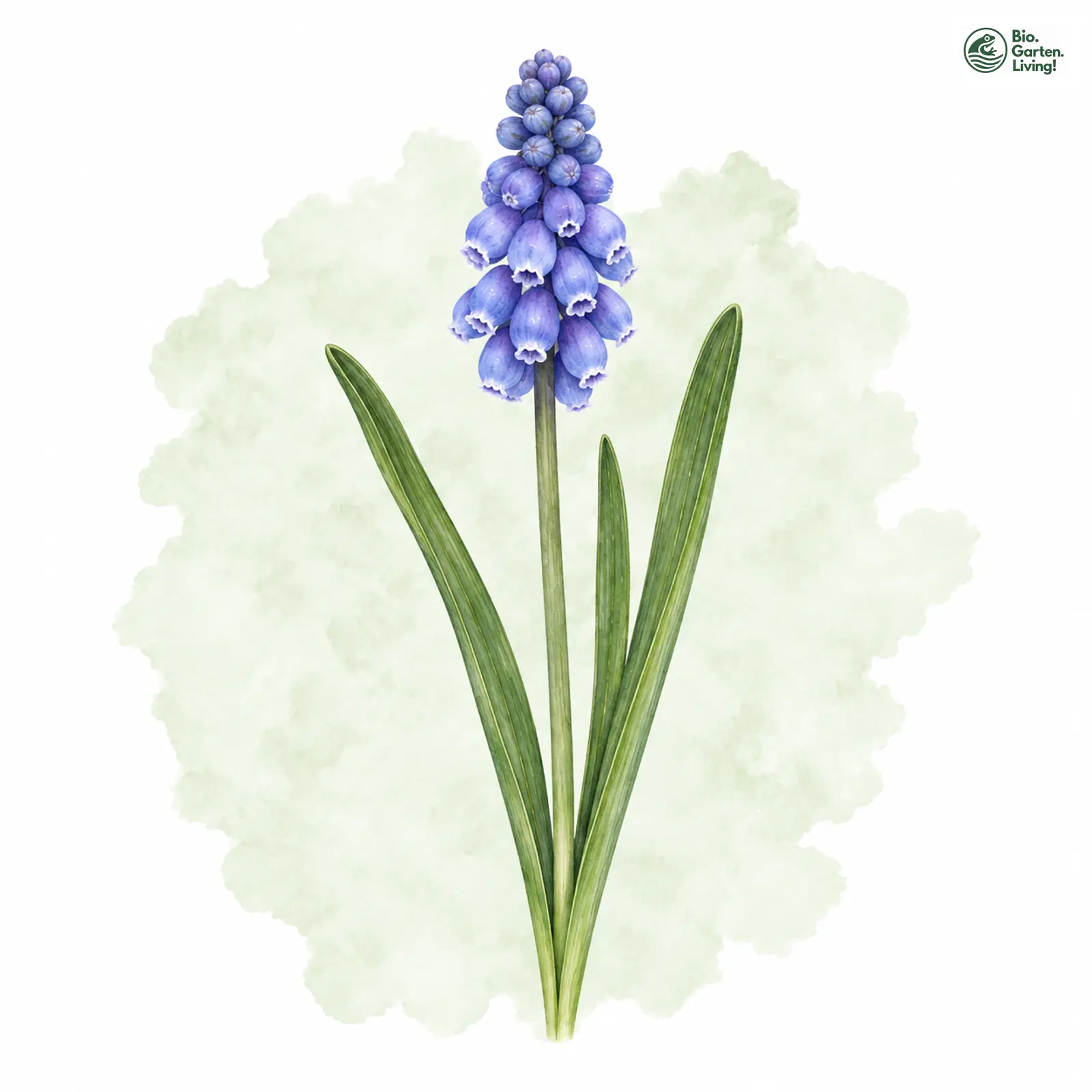 Aquarellzeichnung: Kleines Träubel (Muscari botryoides)