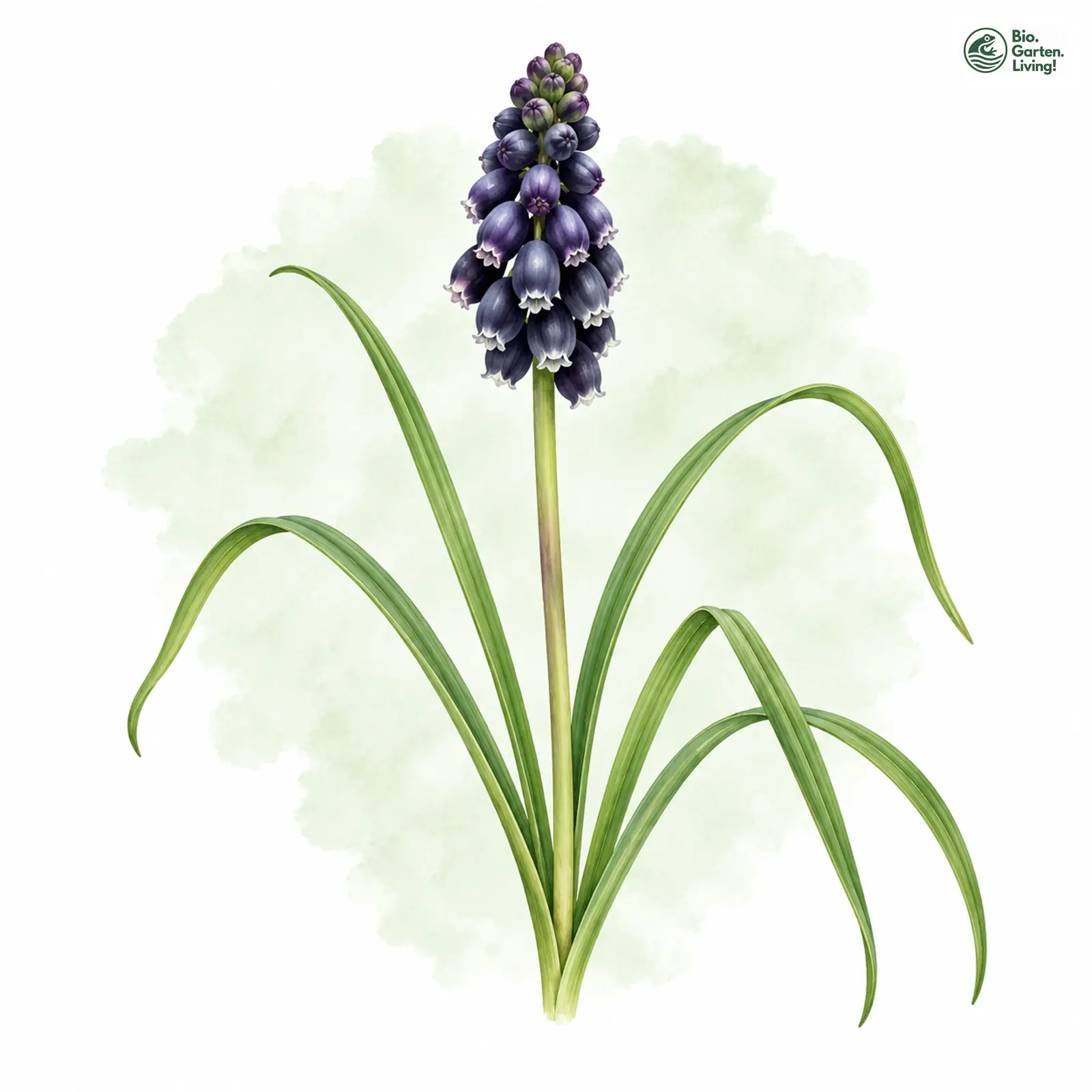 Aquarellzeichnung: Weinbergs-Träubel (Muscari neglectum)