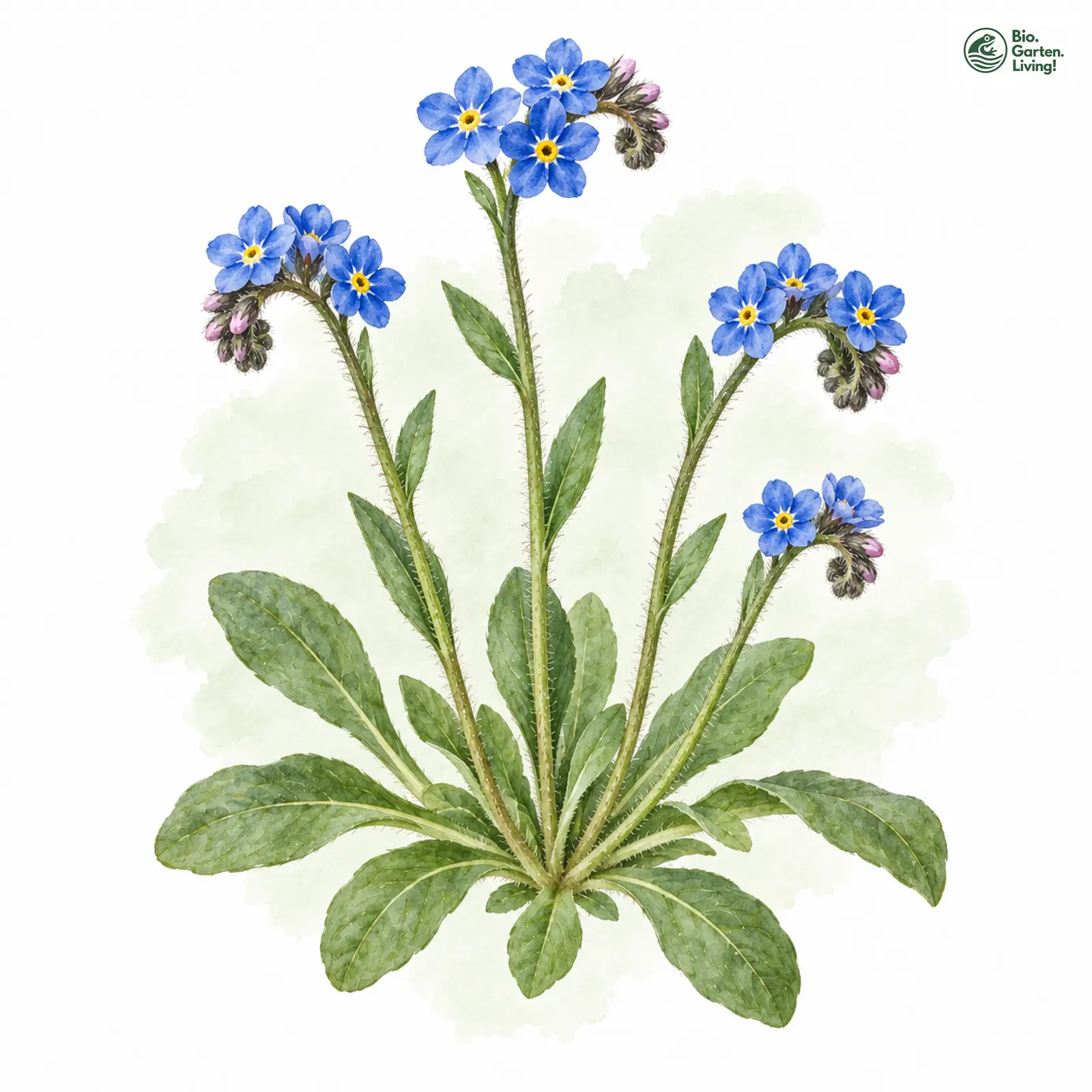 Aquarellzeichnung: Alpen-Vergissmeinnicht (Myosotis alpestris)