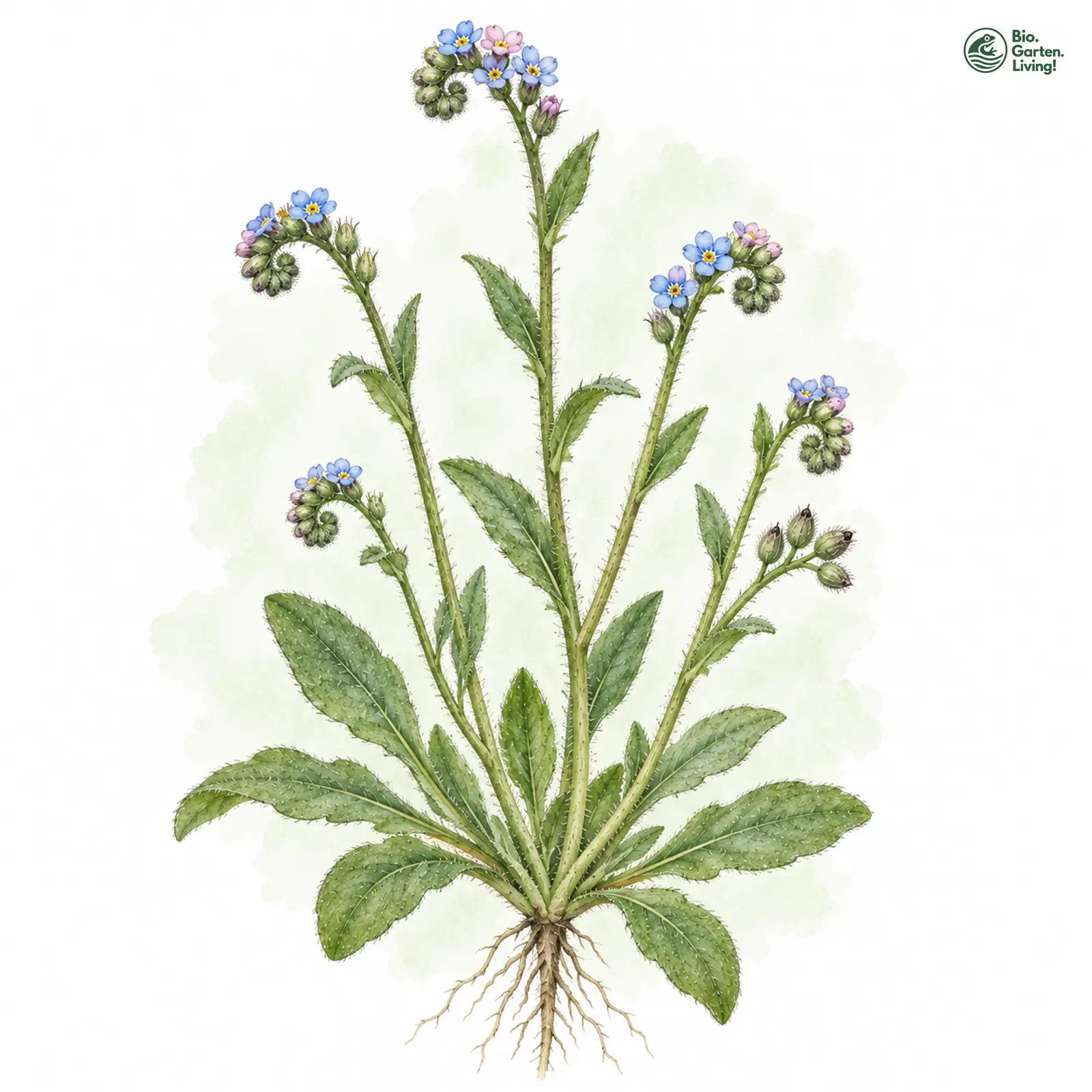 Aquarellzeichnung: Acker-Vergissmeinnicht (Myosotis arvensis)