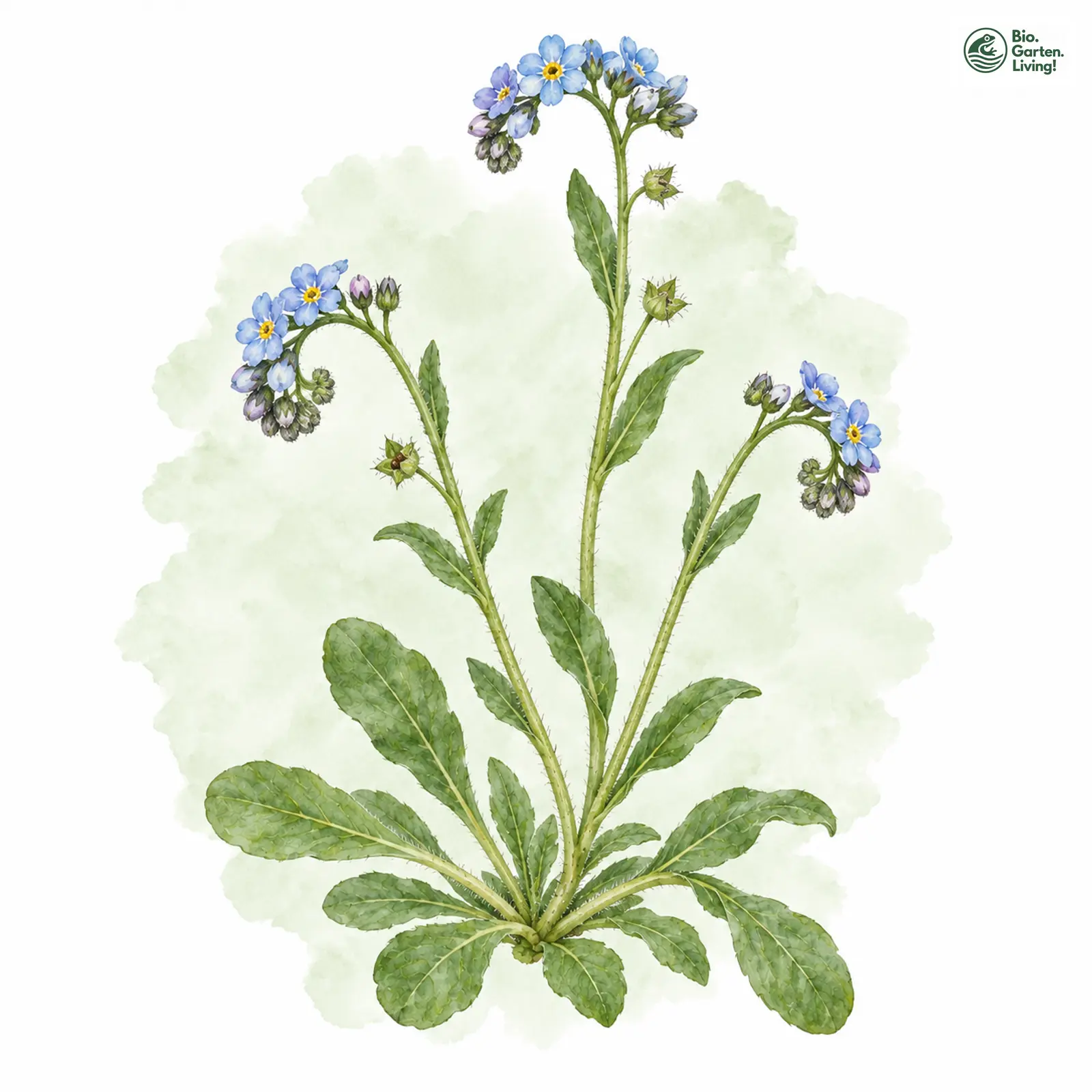 Aquarellzeichnung: Niederliegendes Vergissmeinnicht (Myosotis decumbens)