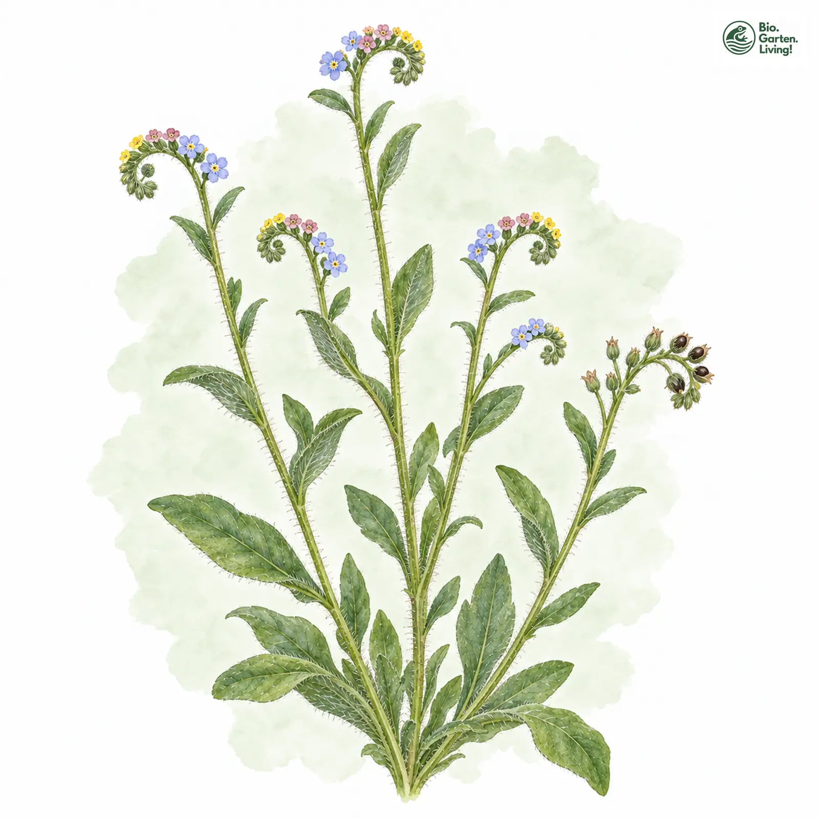 Aquarellzeichnung: Farbwechselndes Vergissmeinnicht (Myosotis discolor)