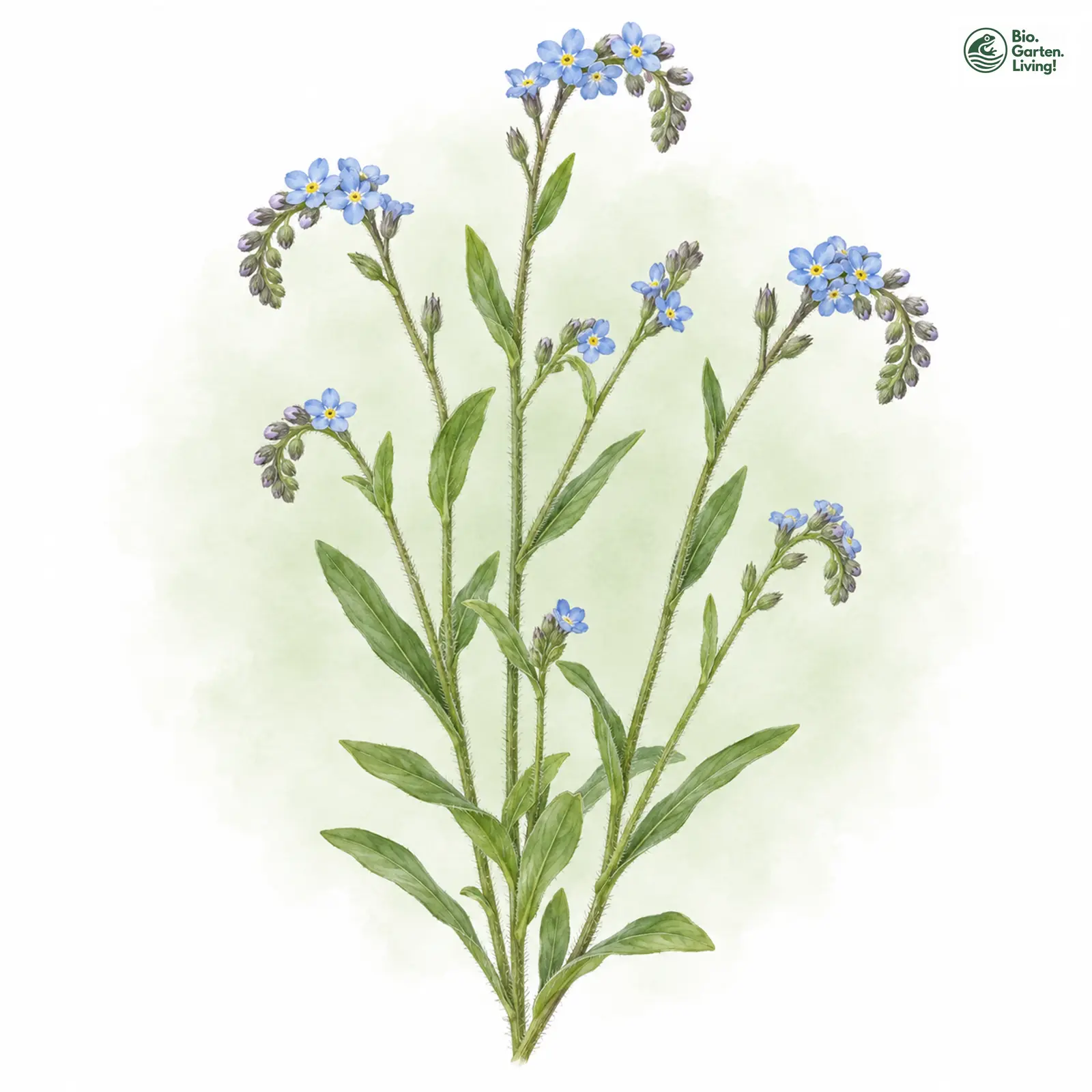 Aquarellzeichnung: Rasen-Vergissmeinnicht (Myosotis laxa)