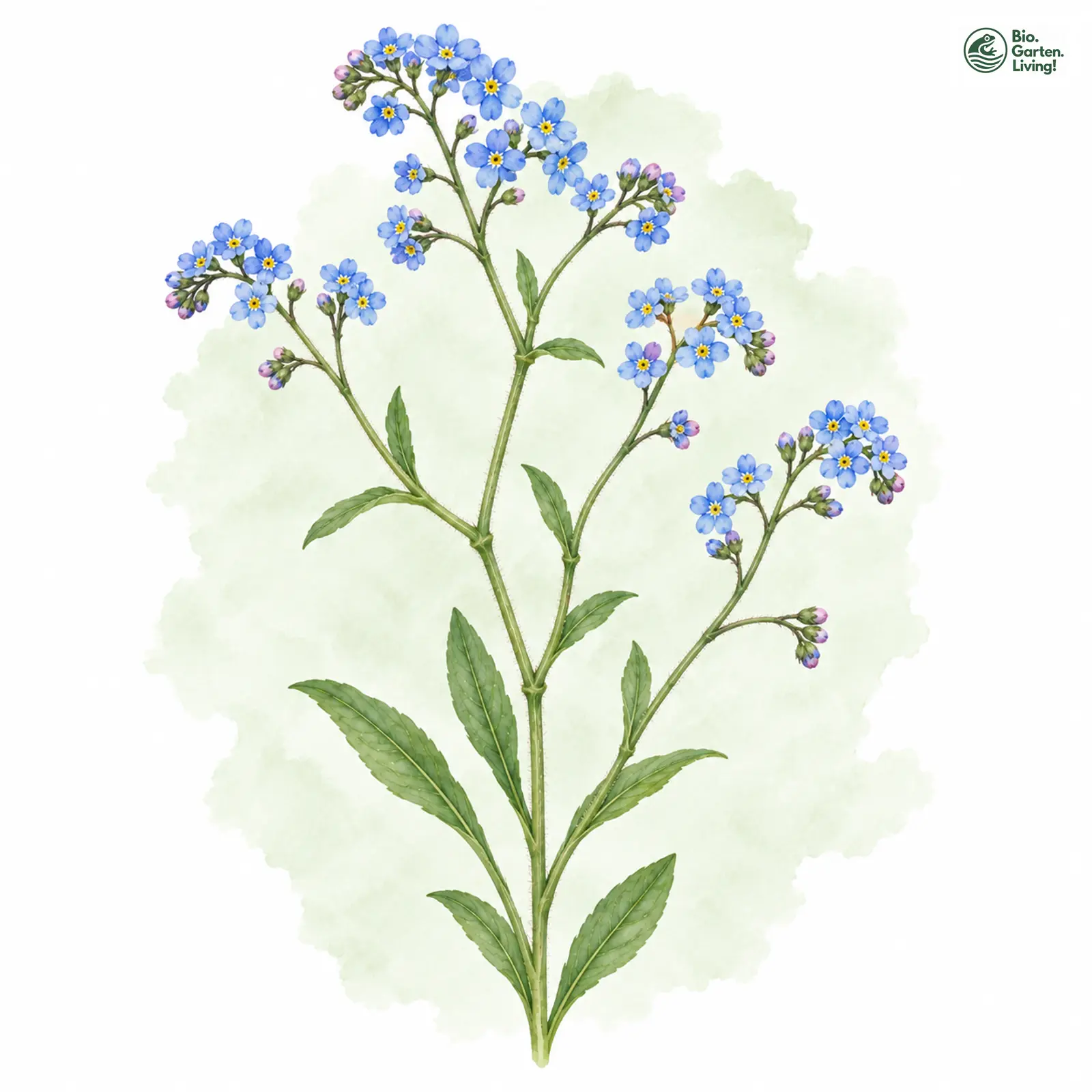 Aquarellzeichnung: Hain-Vergissmeinnicht (Myosotis nemorosa)
