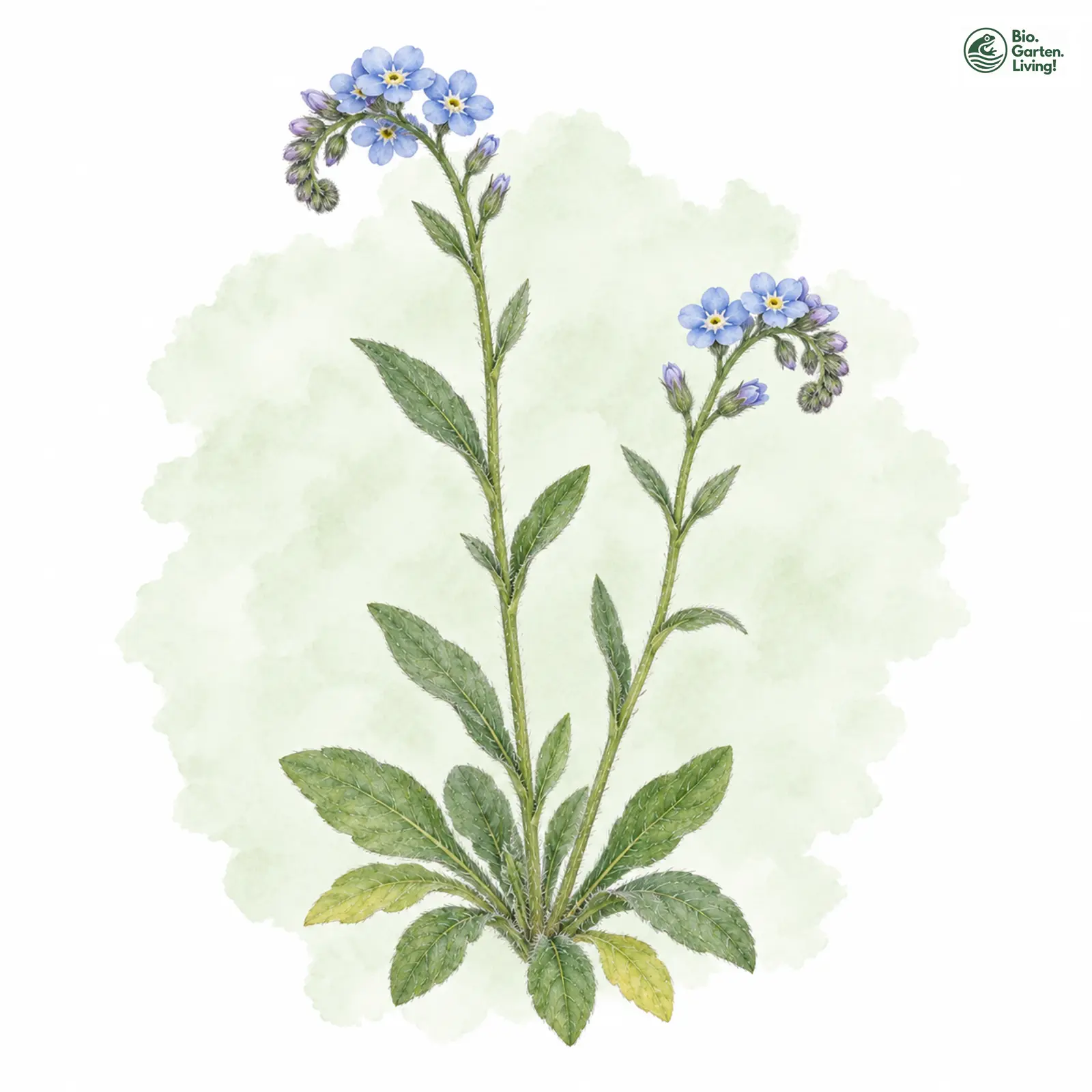 Aquarellzeichnung: Raues Vergissmeinnicht (Myosotis ramosissima)