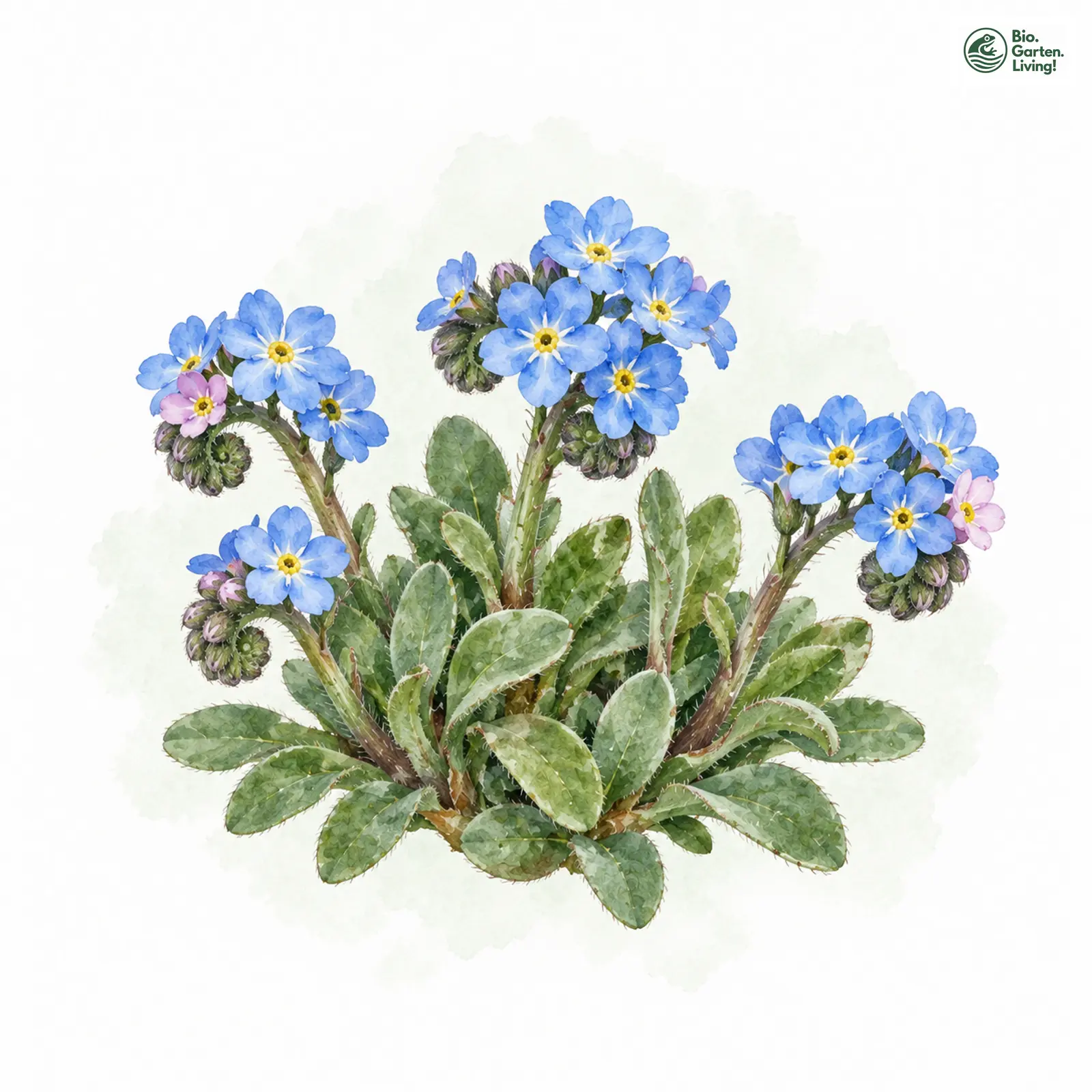 Aquarellzeichnung: Bodensee-Vergissmeinnicht (Myosotis rehsteineri)