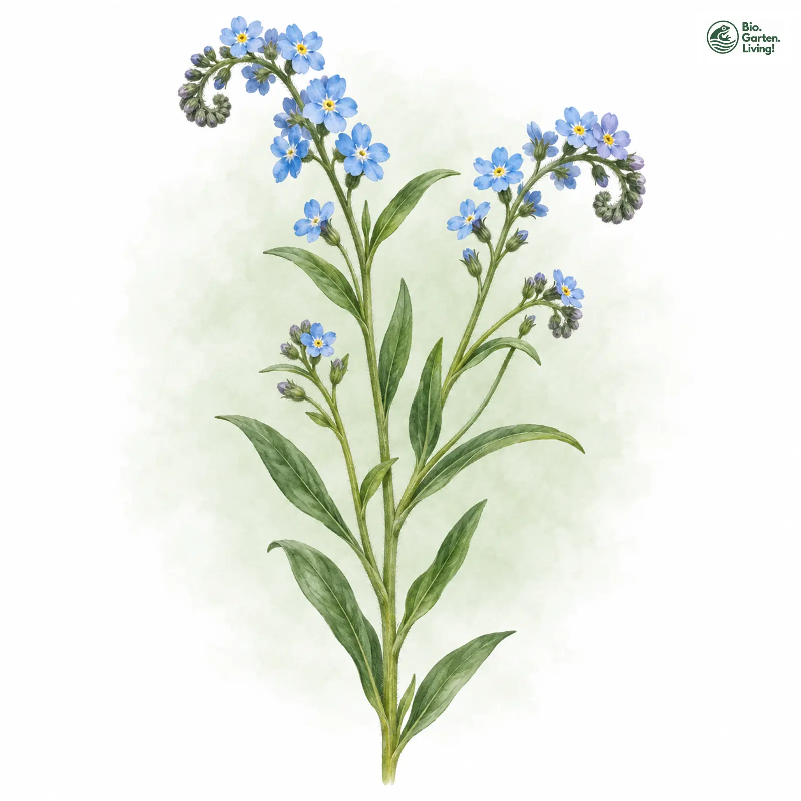 Aquarellzeichnung: Sumpf-Vergissmeinnicht (Myosotis scorpioides)