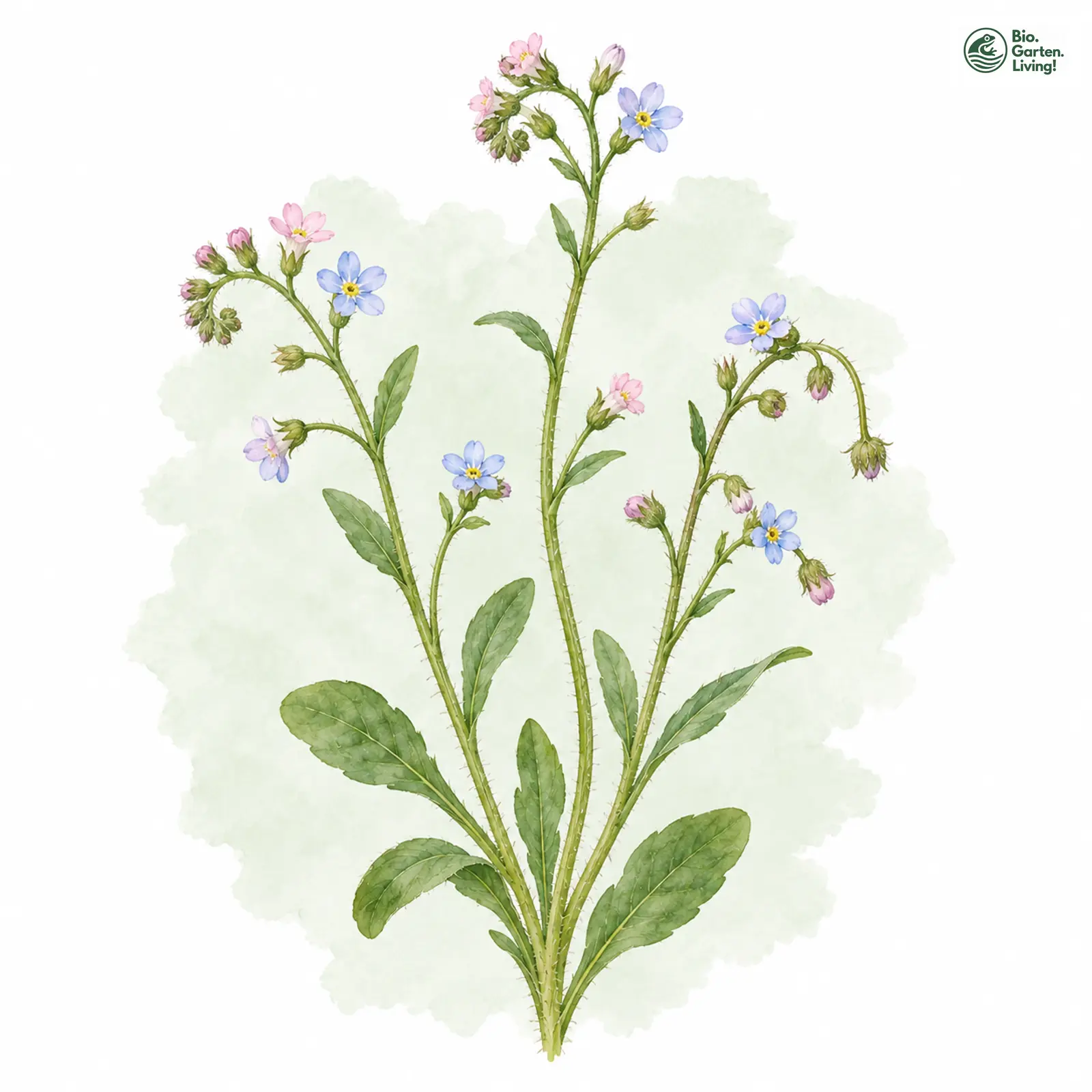 Aquarellzeichnung: Zerstreutblütiges Vergissmeinnicht (Myosotis sparsiflora)