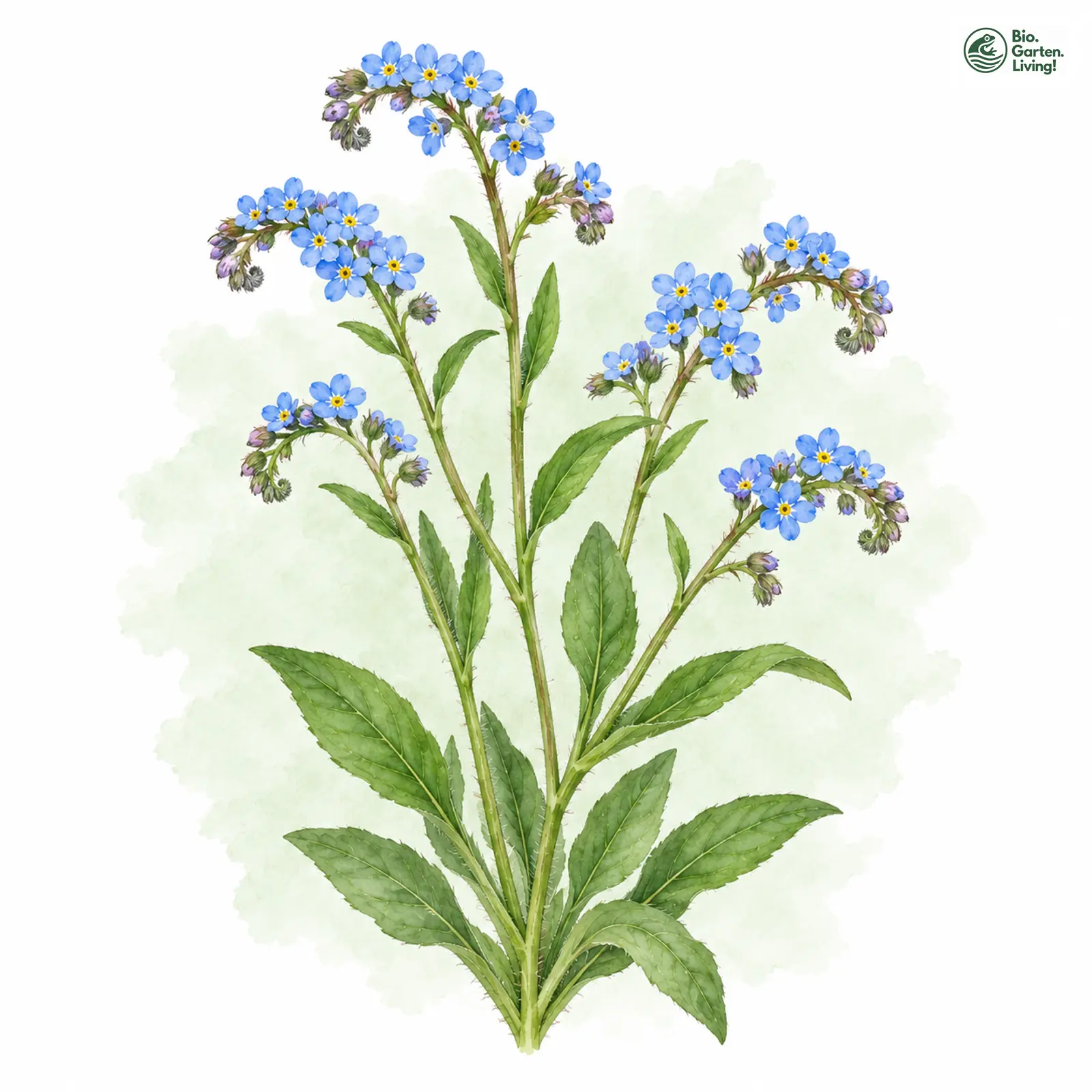 Aquarellzeichnung: Wald-Vergissmeinnicht (Myosotis sylvatica)