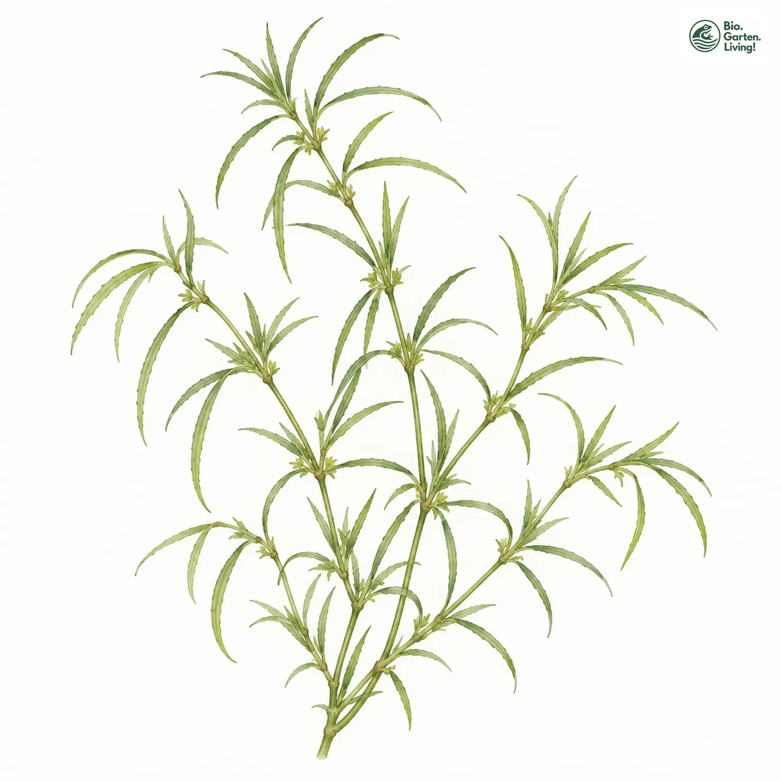 Aquarellzeichnung: Biegsames Nixkraut (Najas flexilis)