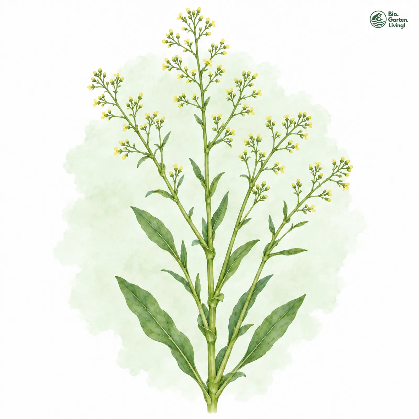 Aquarellzeichnung: Finkensame (Neslia paniculata (im weiteren Sinne))