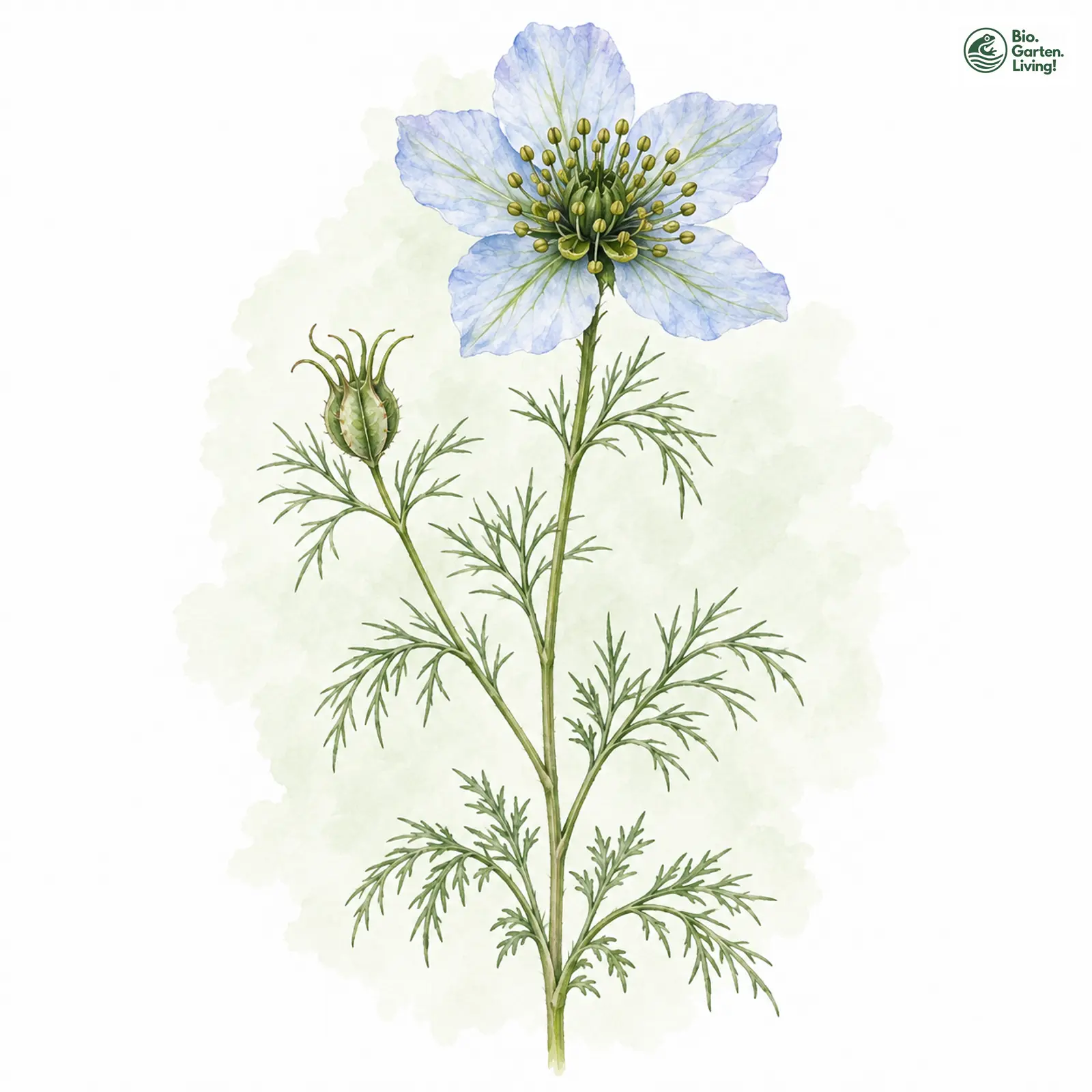 Aquarellzeichnung: Acker-Schwarzkümmel (Nigella arvensis)