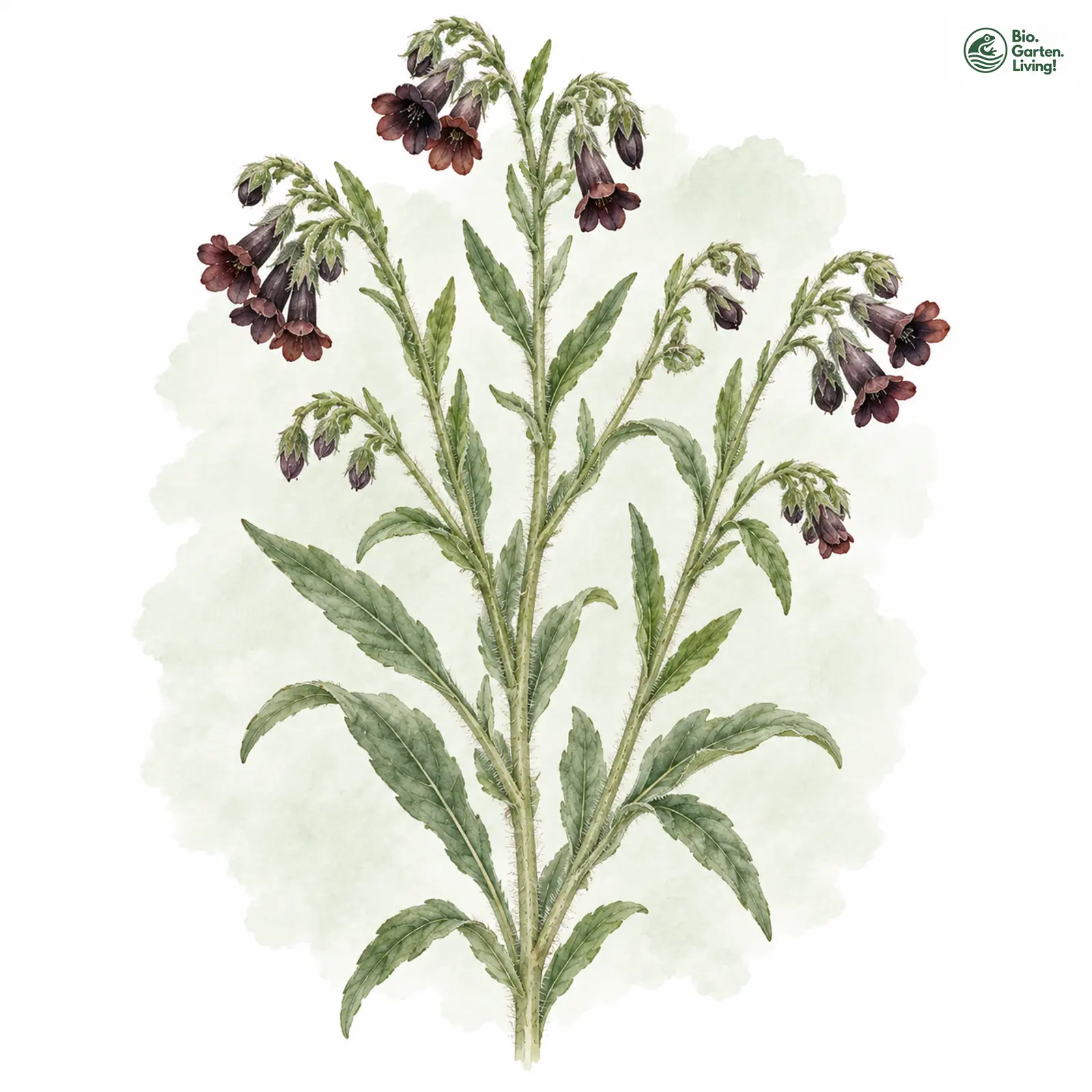 Aquarellzeichnung: Braunes Mönchskraut (Nonea erecta)