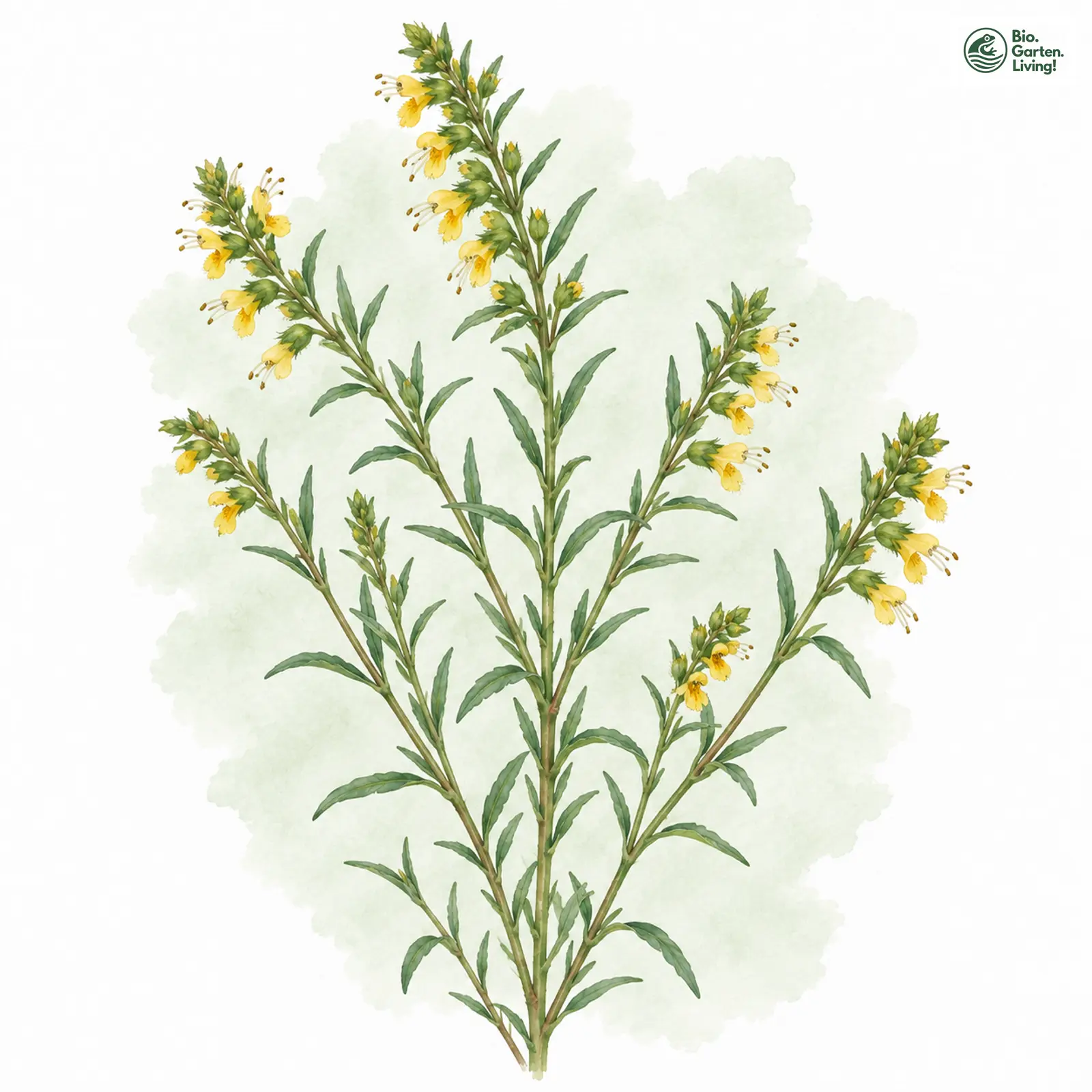 Aquarellzeichnung: Gelber Zahntrost (Odontites luteus)
