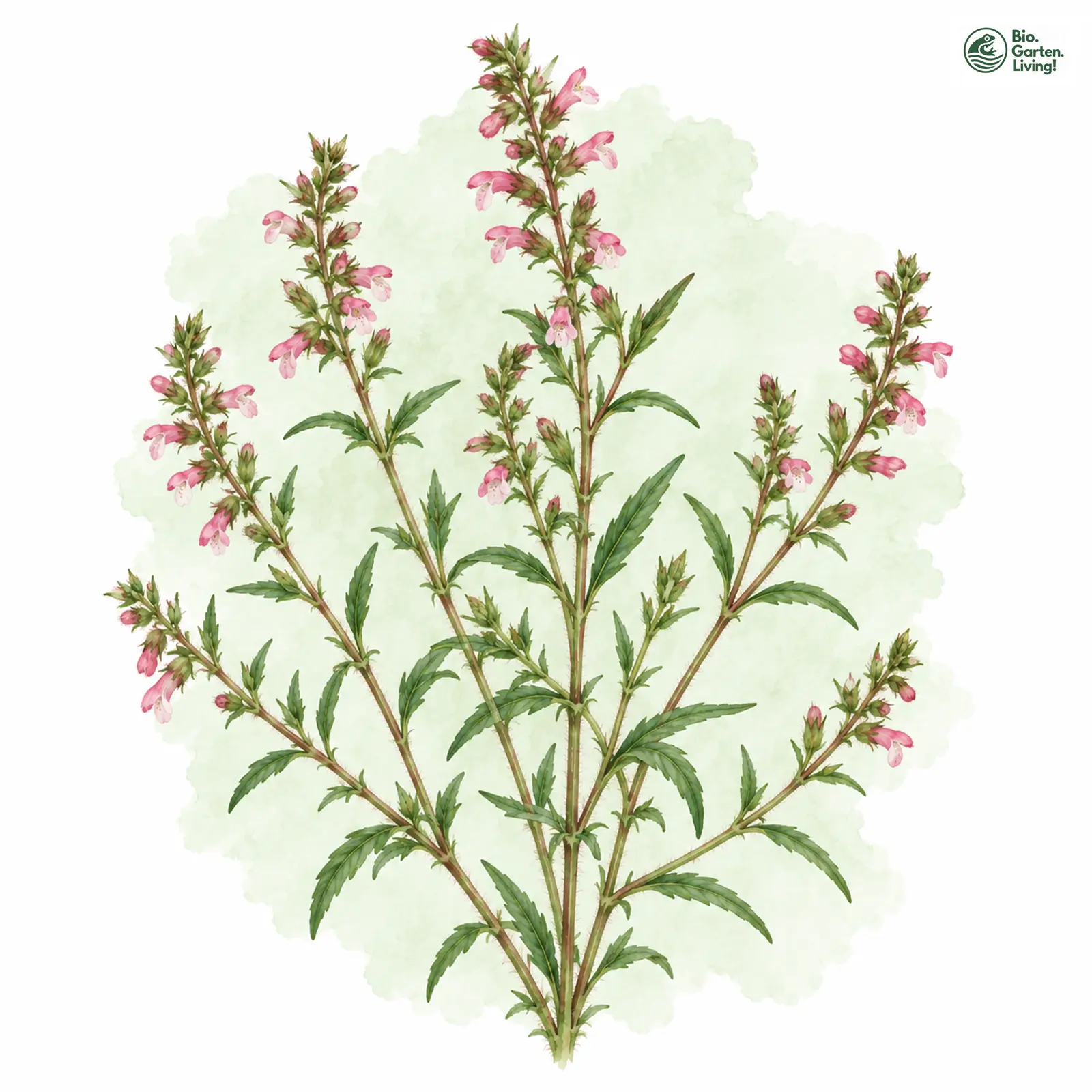 Aquarellzeichnung: Roter Zahntrost (Odontites vulgaris)