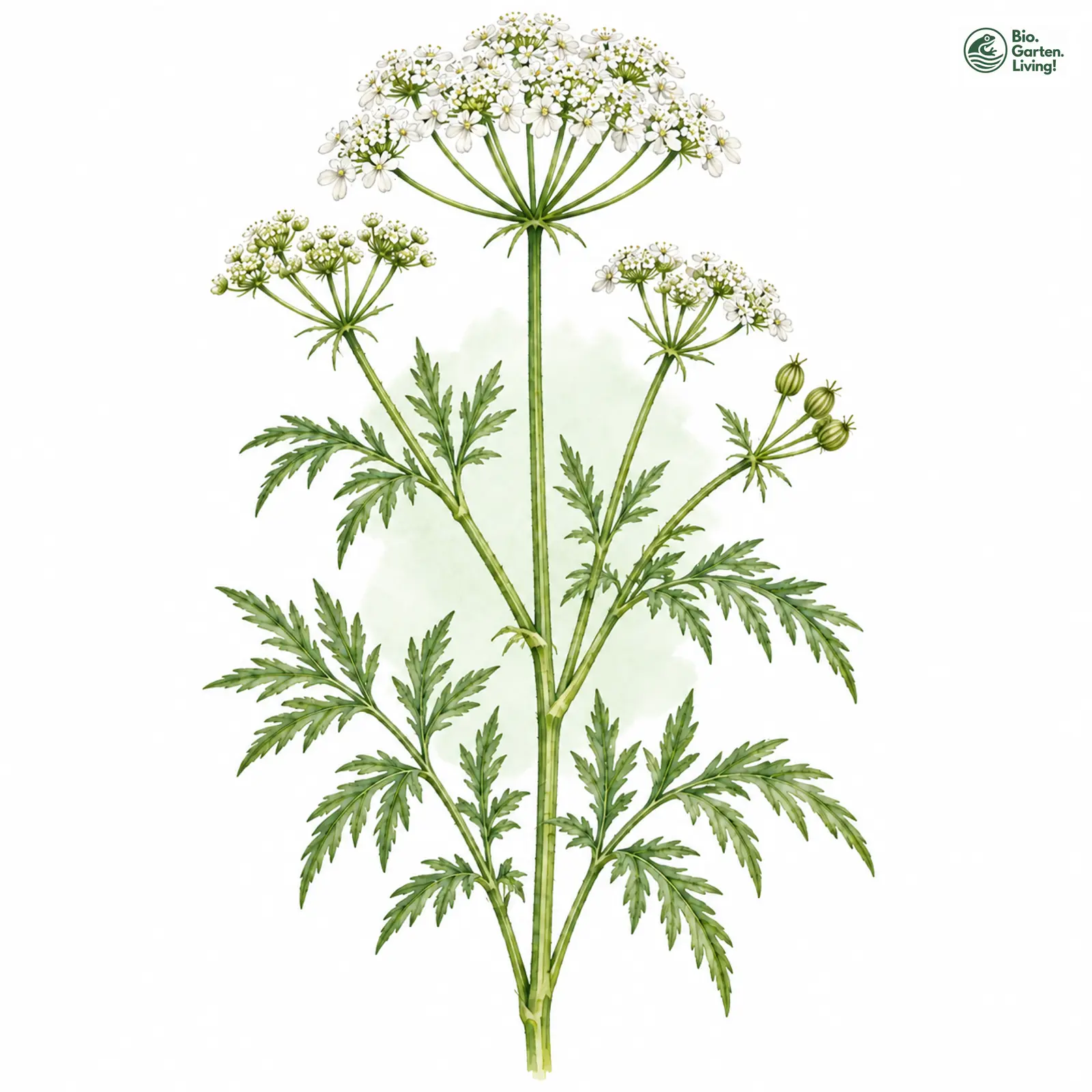 Aquarellzeichnung: Haarstrang-Pferdesaat (Oenanthe peucedanifolia)