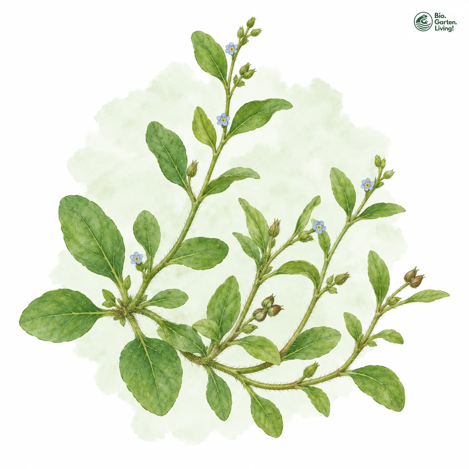 Aquarellzeichnung: Wald-Gedenkemein (Omphalodes scorpioides)