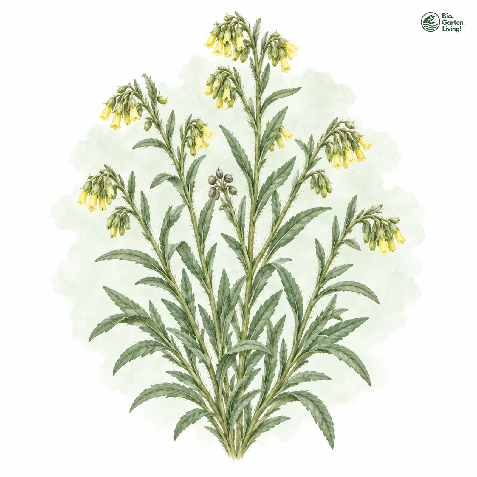 Aquarellzeichnung: Sand-Lotwurz (Onosma arenaria)