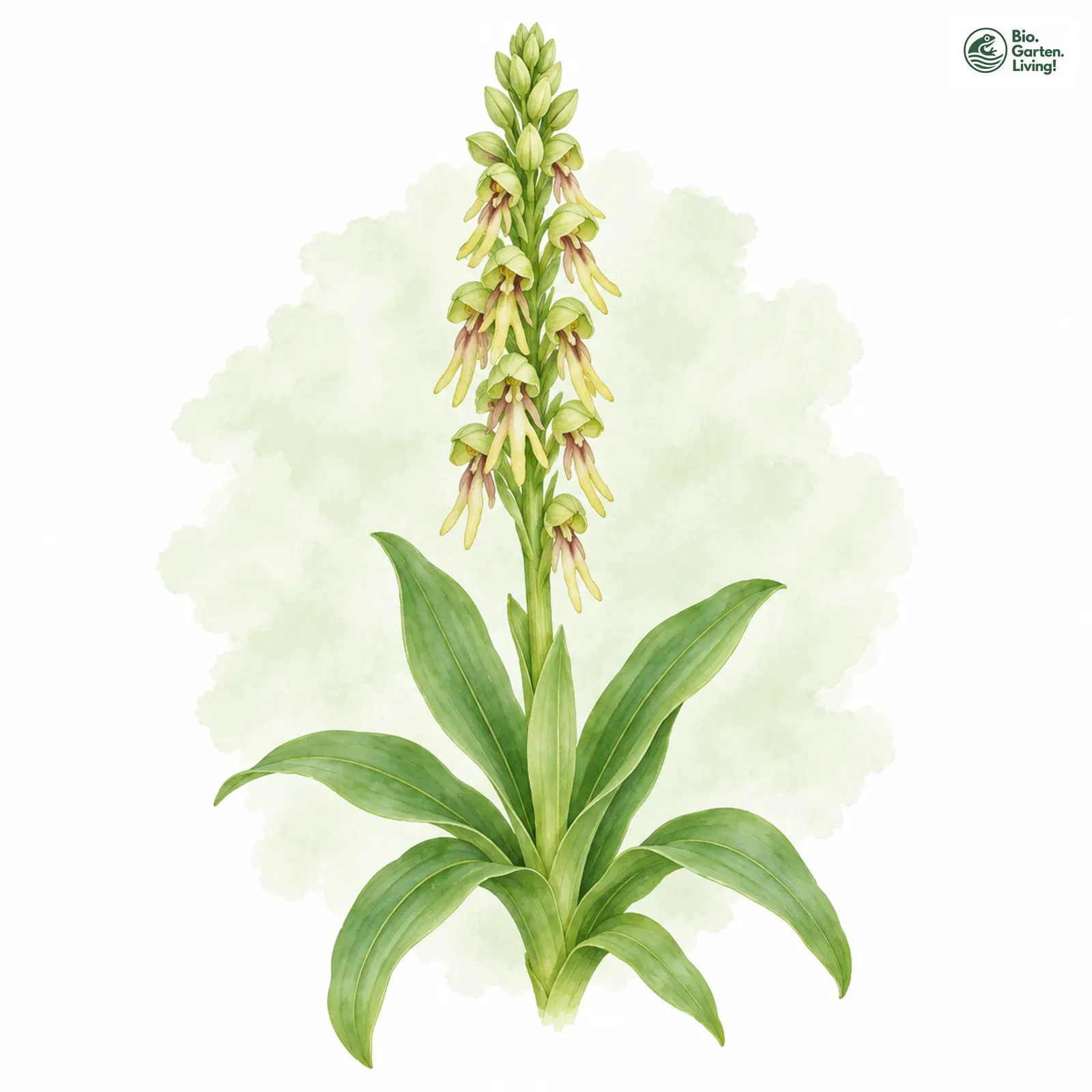 Aquarellzeichnung: Ohnhorn-Knabenkraut (Orchis anthropophora)